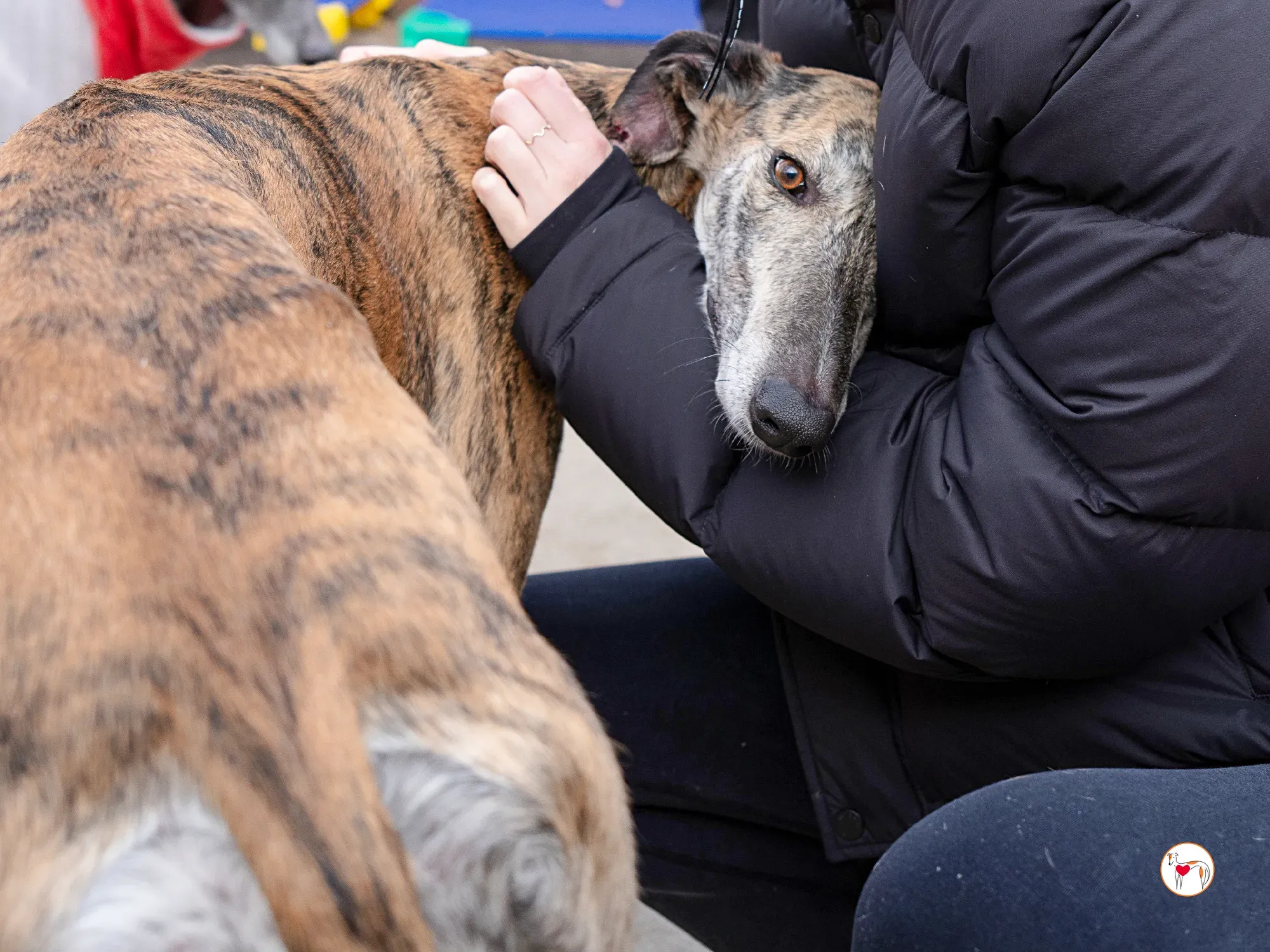 merida galgo adozione 13