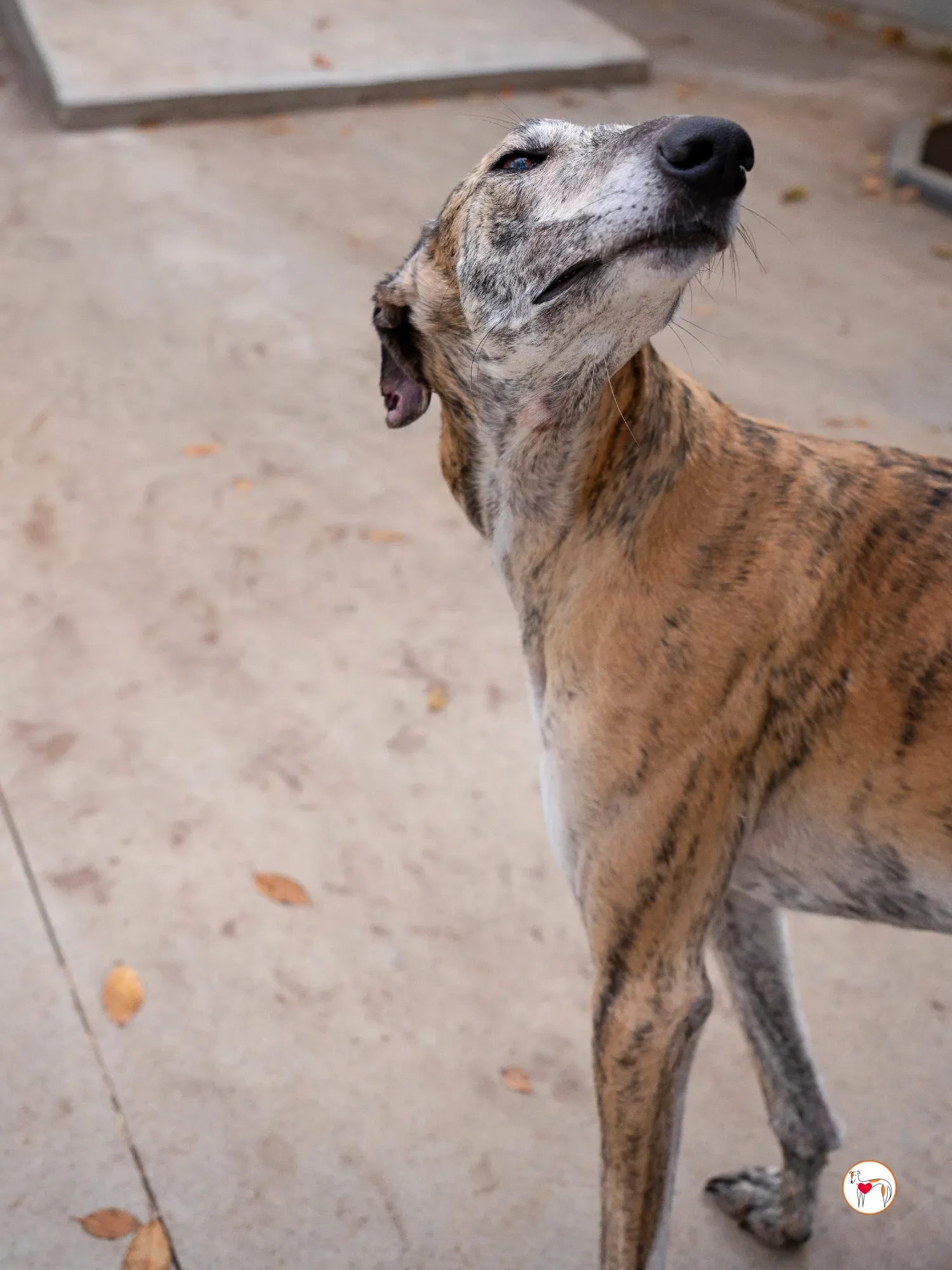 merida galgo adozione 14