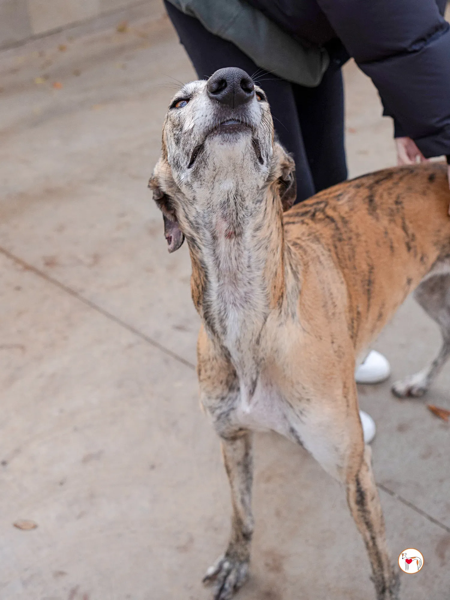 merida galgo adozione 15