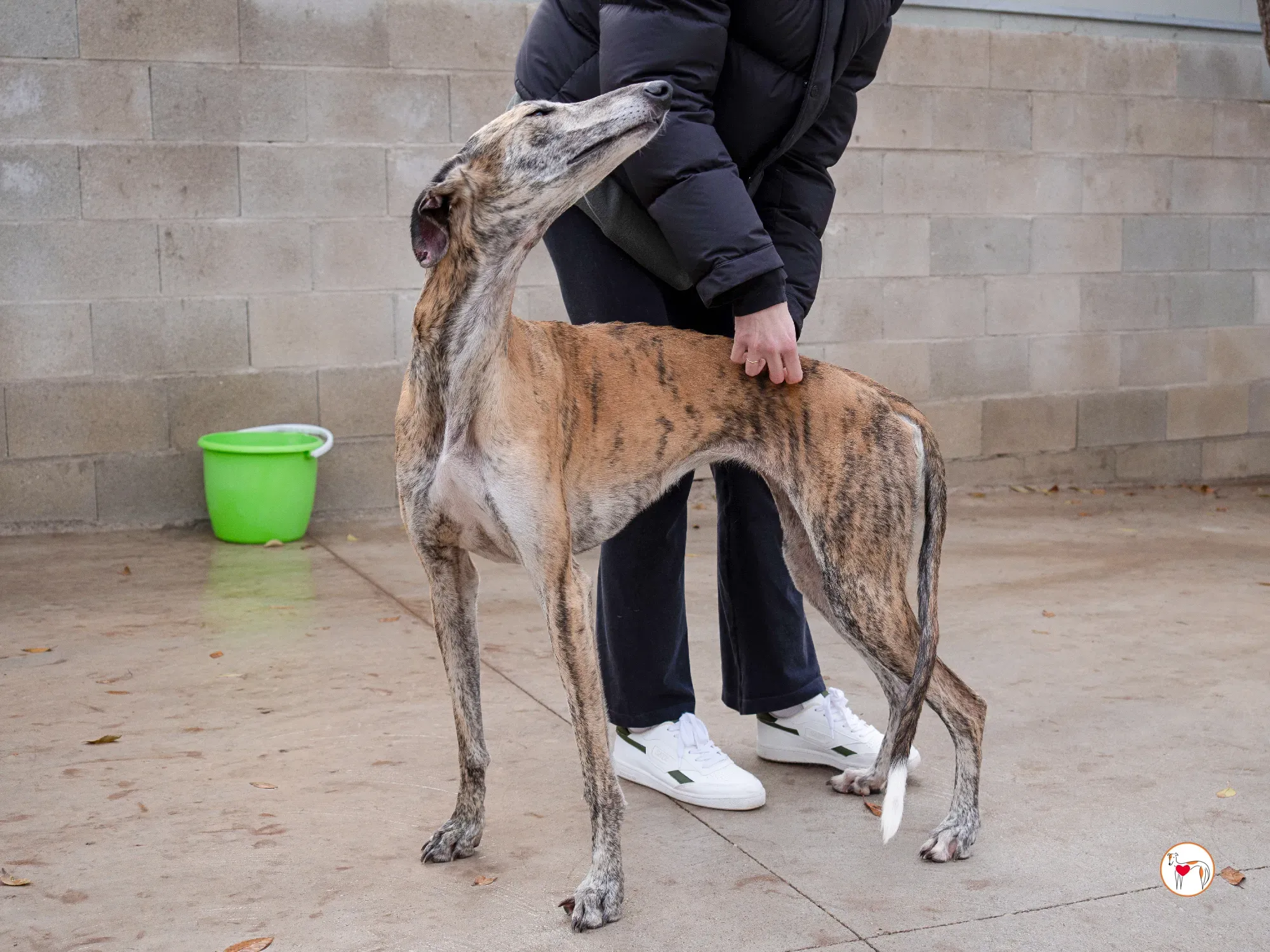 merida galgo adozione 16