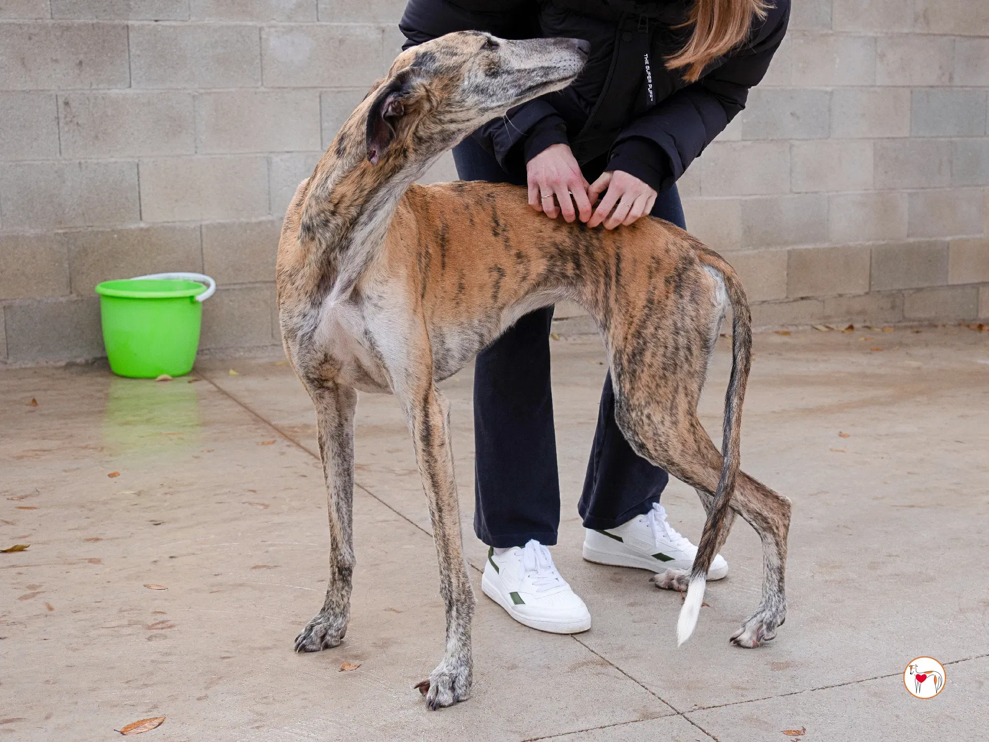 merida galgo adozione 17