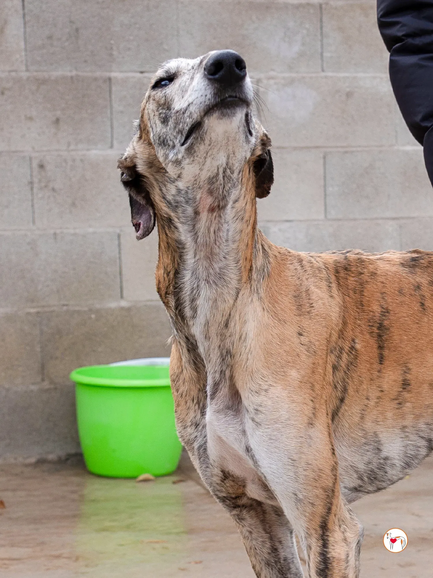 merida galgo adozione 18