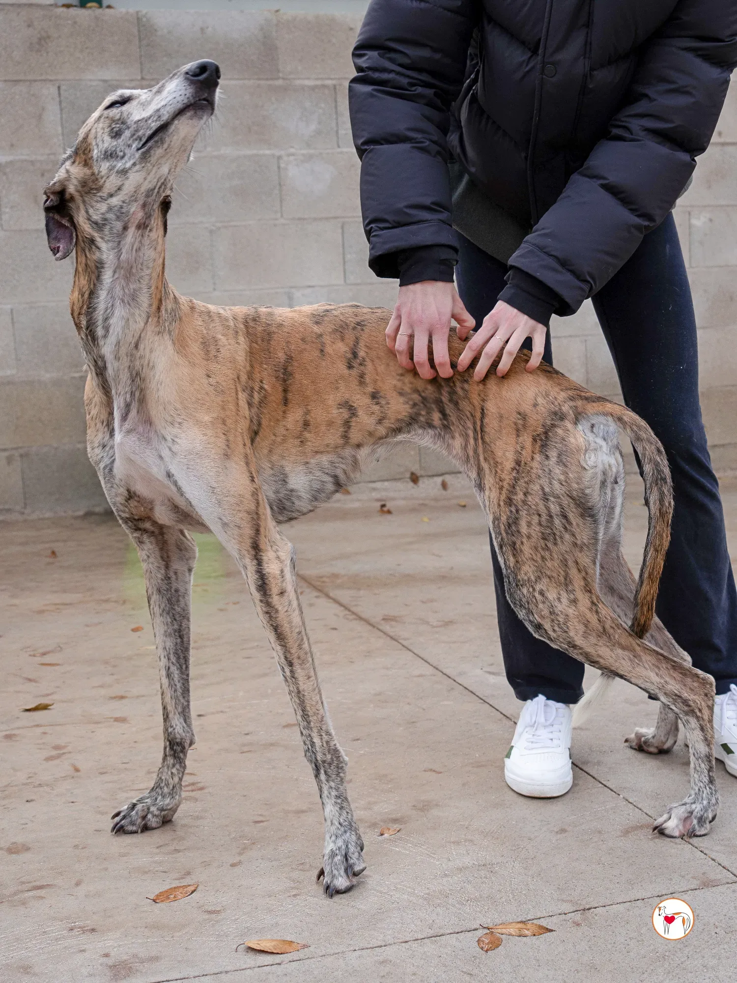 merida galgo adozione 19