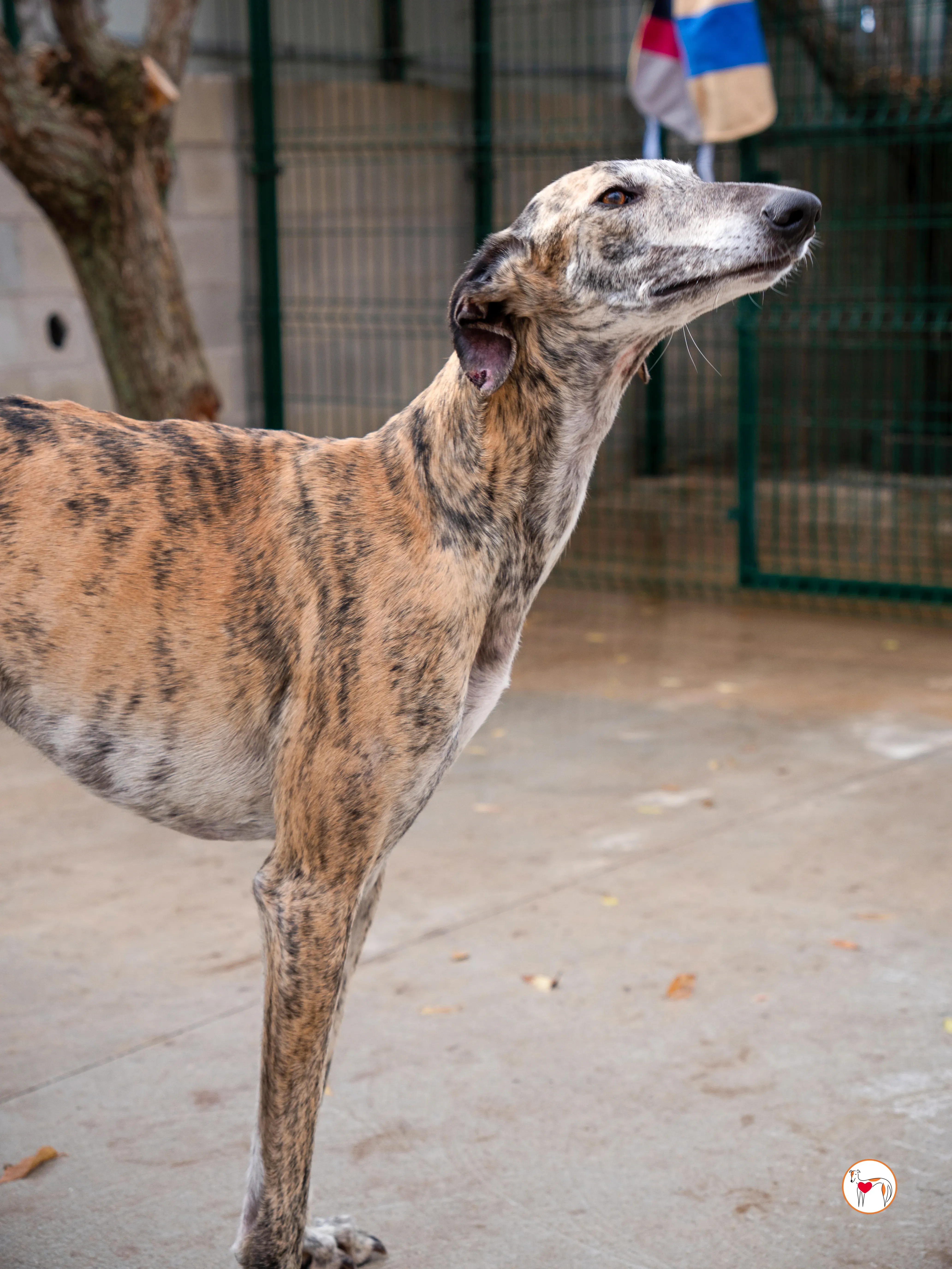 merida galgo adozione 2