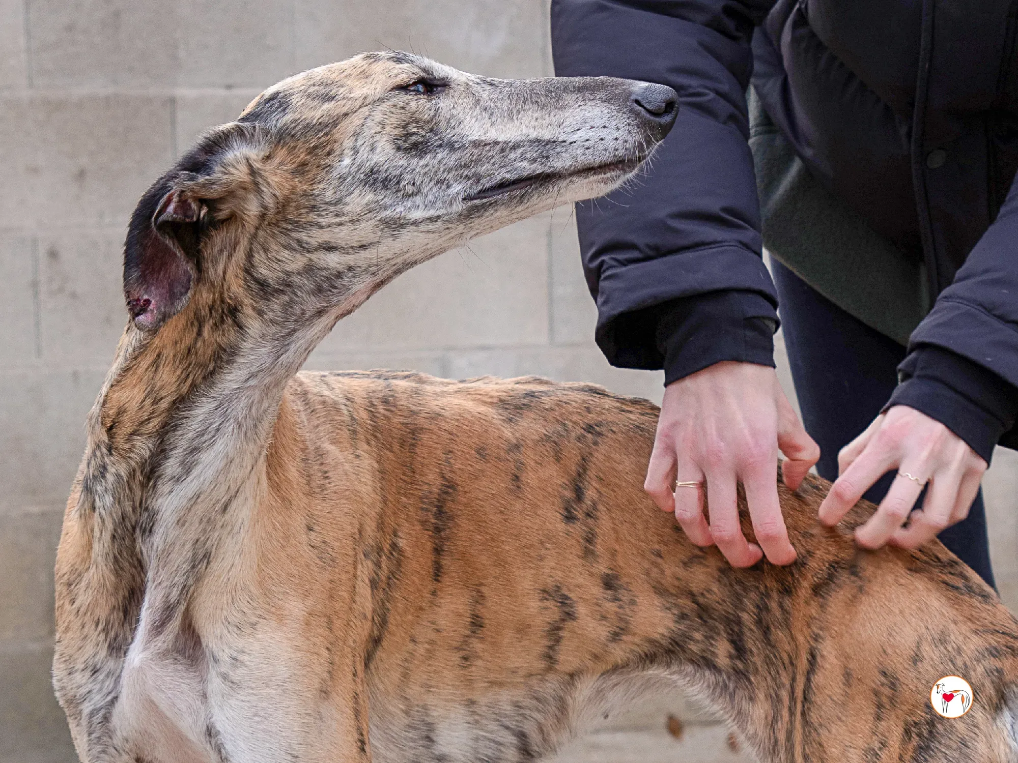 merida galgo adozione 20