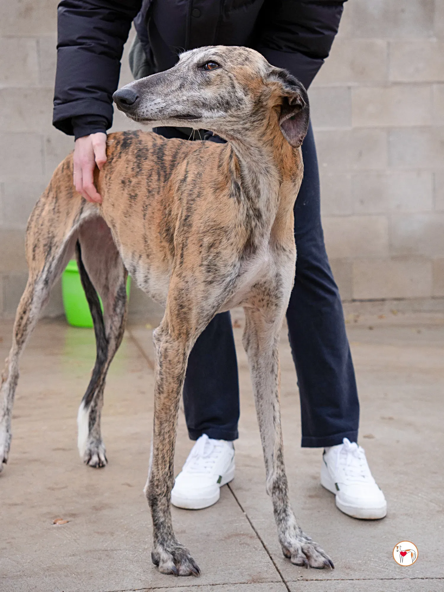 merida galgo adozione 21