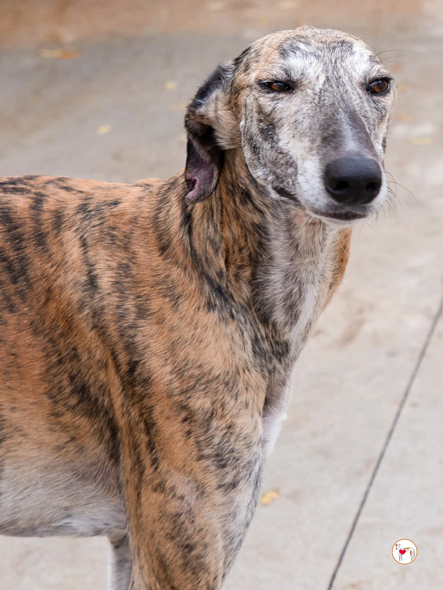 merida galgo adozione 22