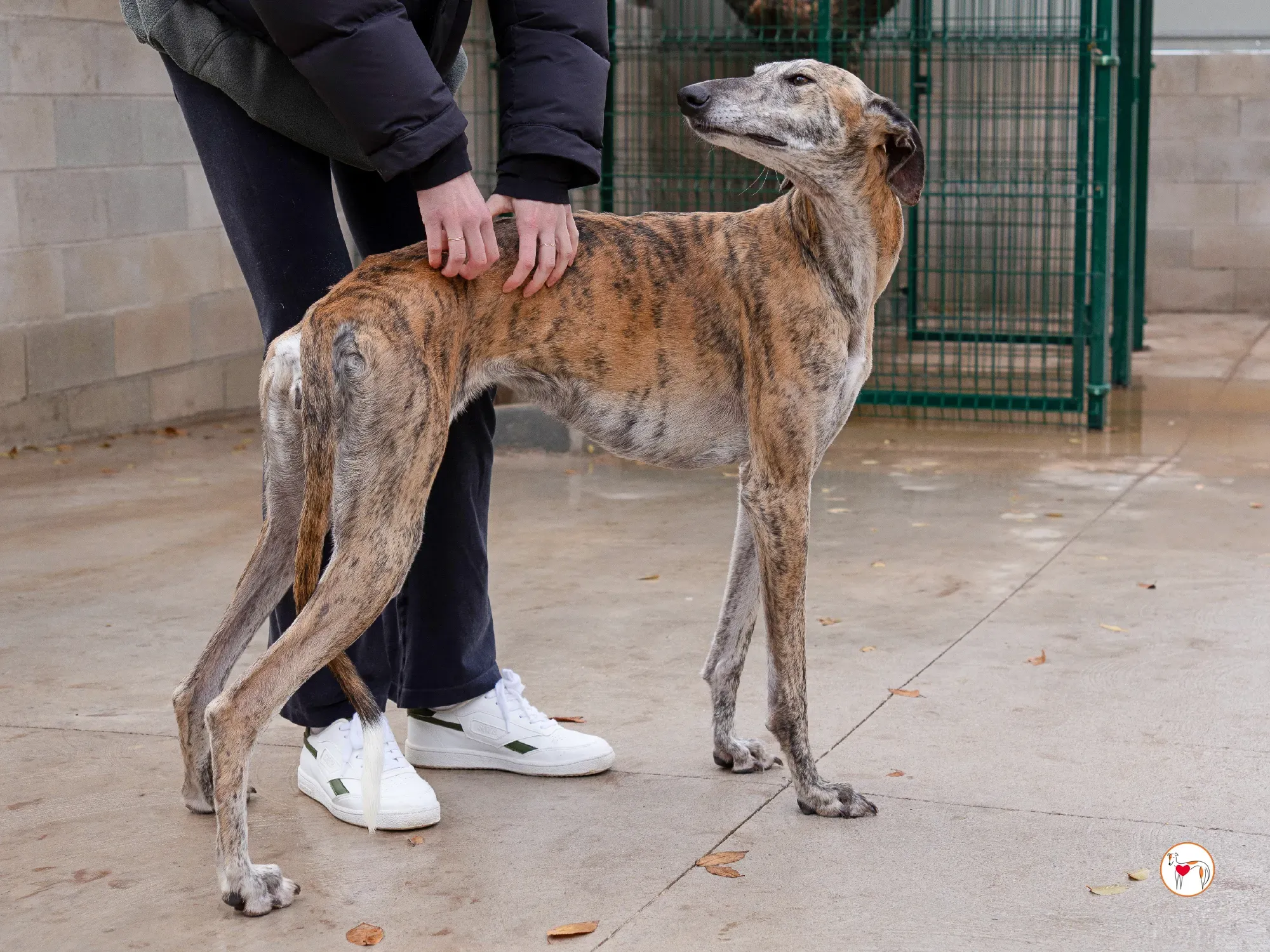 merida galgo adozione 23