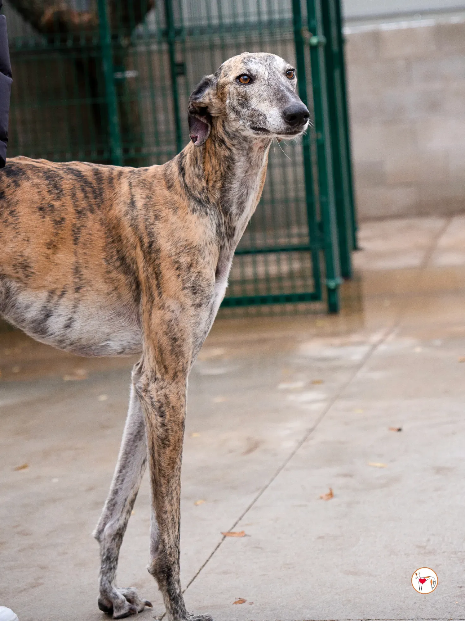 merida galgo adozione 24