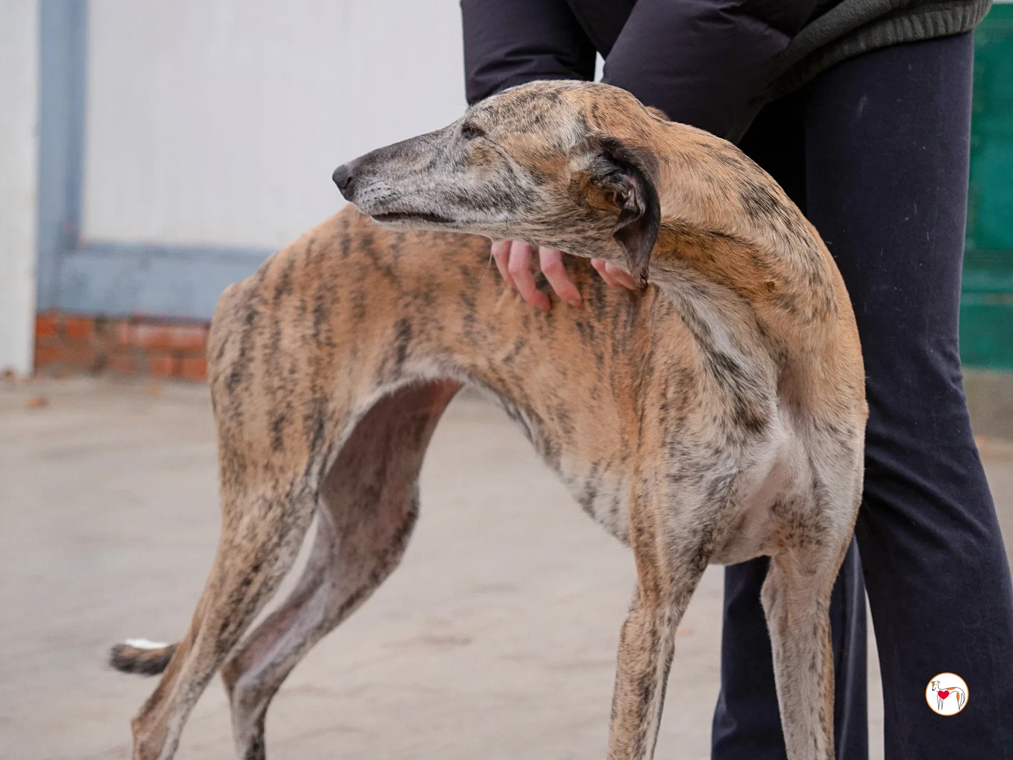 merida galgo adozione 25