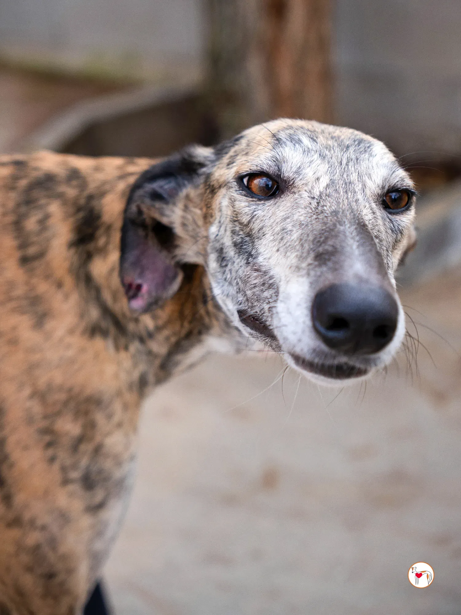 merida galgo adozione 26