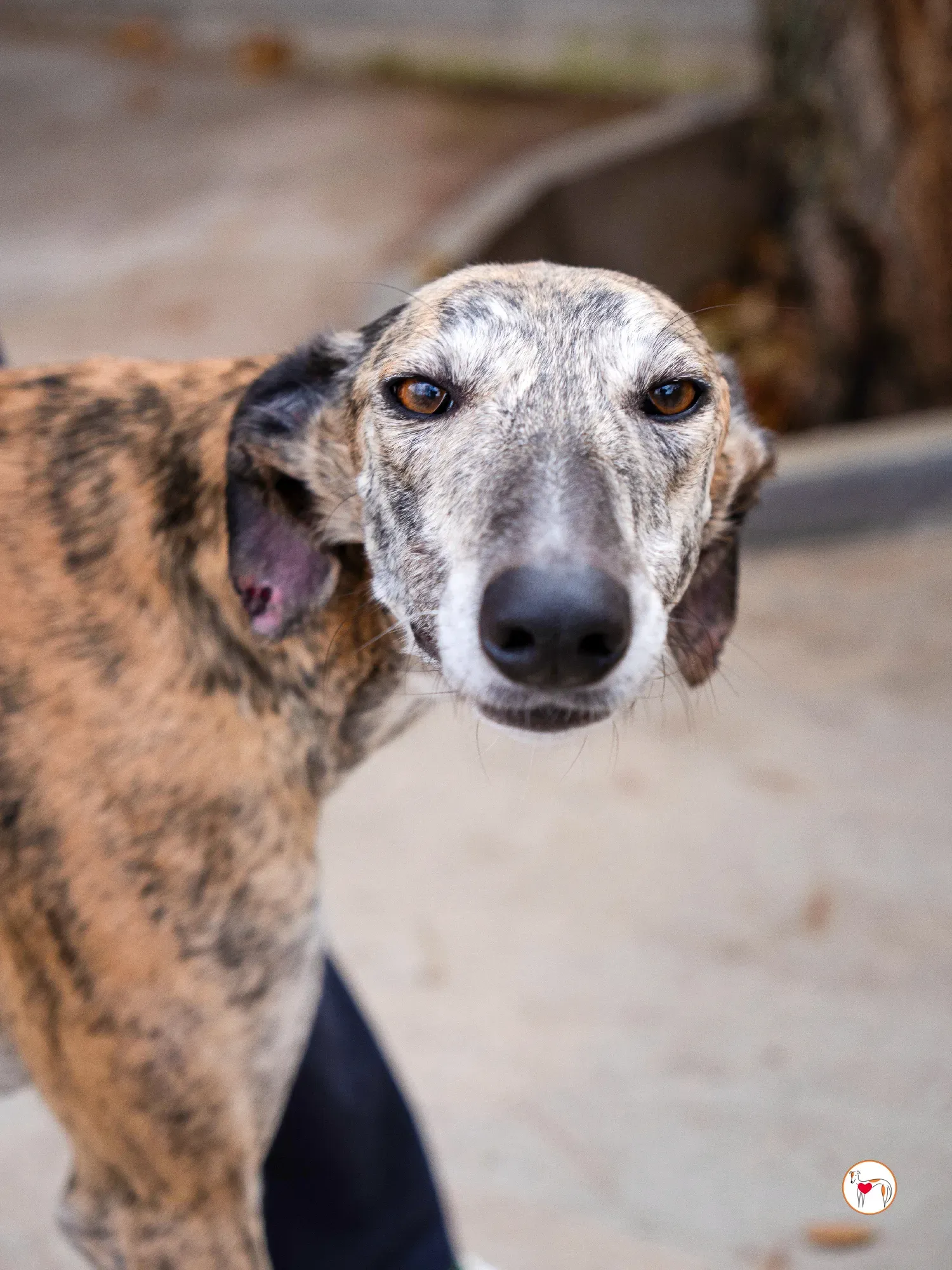 merida galgo adozione 27