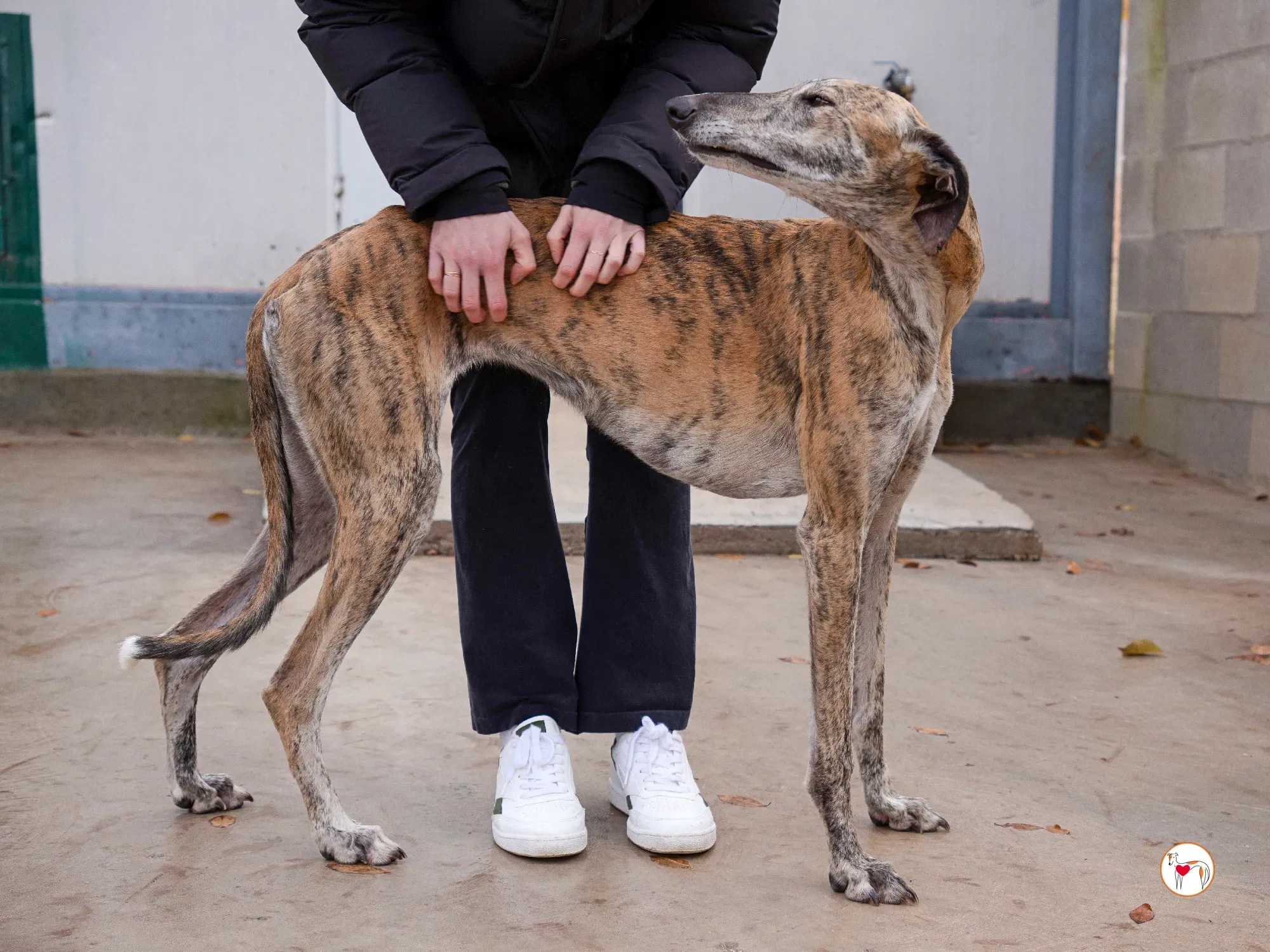 merida galgo adozione 28