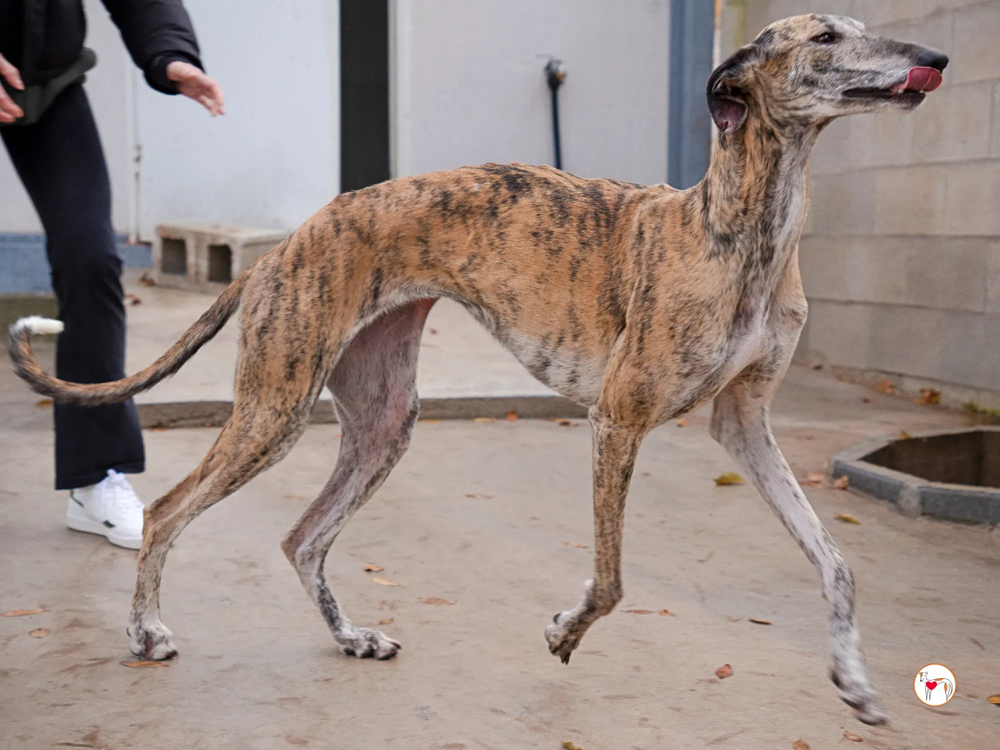 merida galgo adozione 29