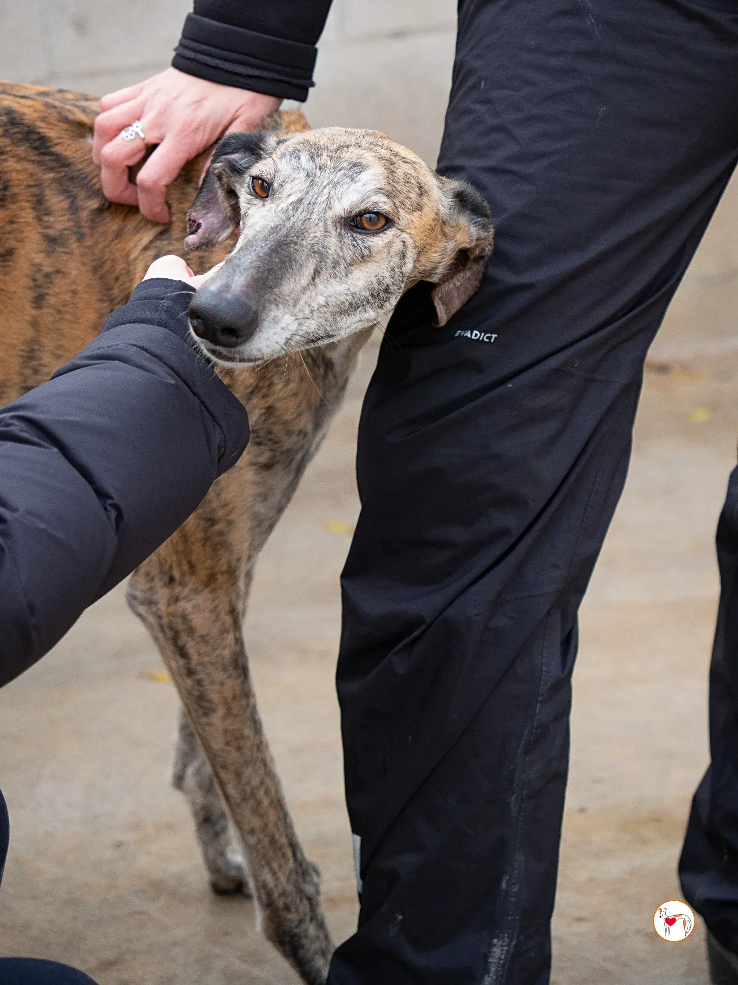 merida galgo adozione 3