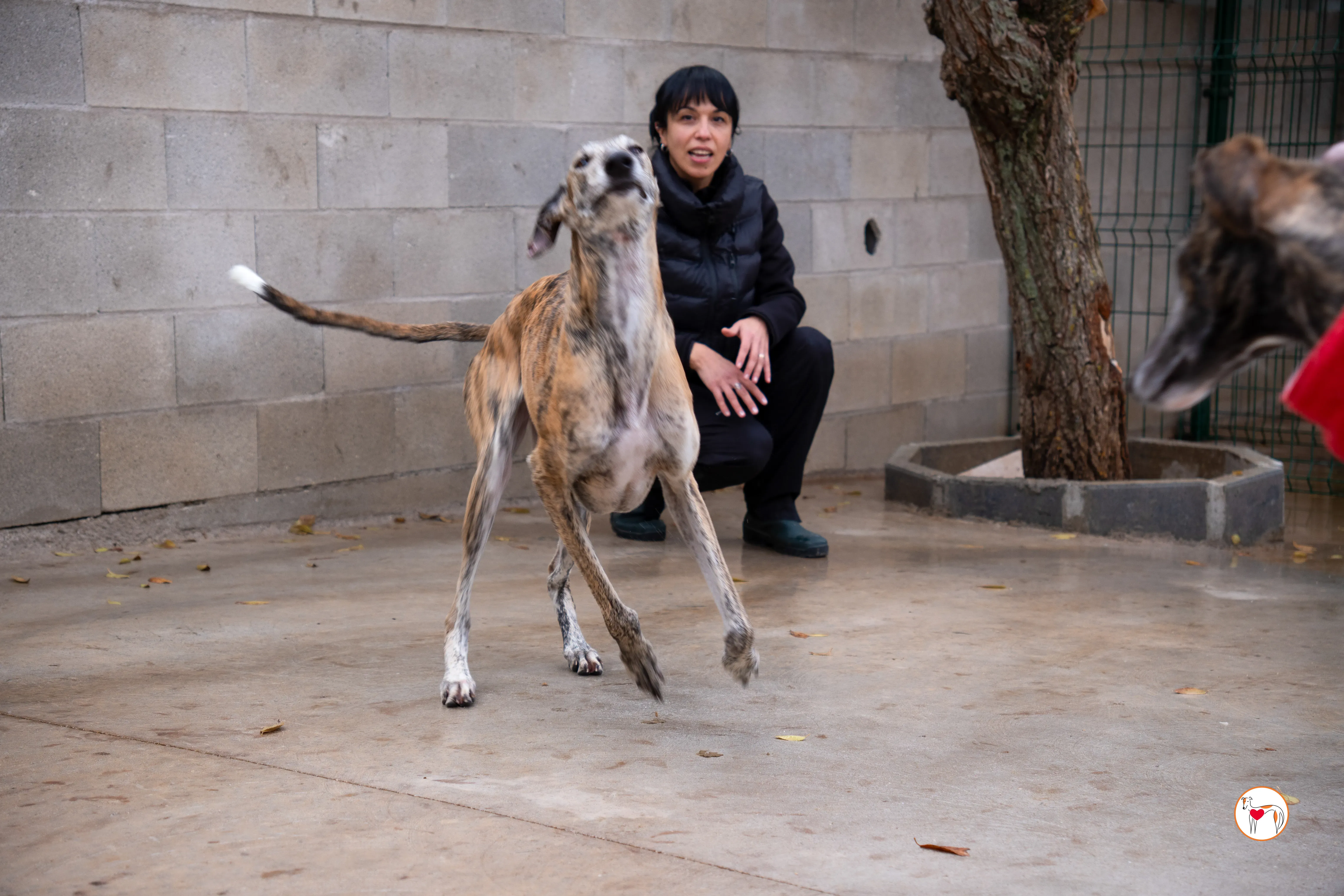 merida galgo adozione 30