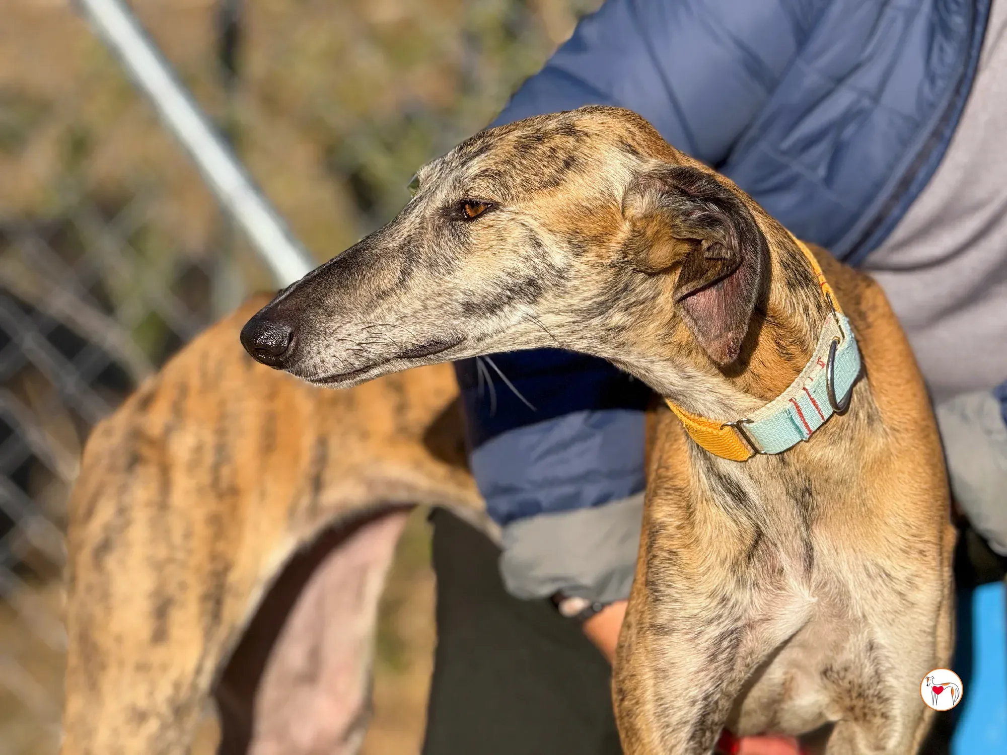 merida galgo adozione 31