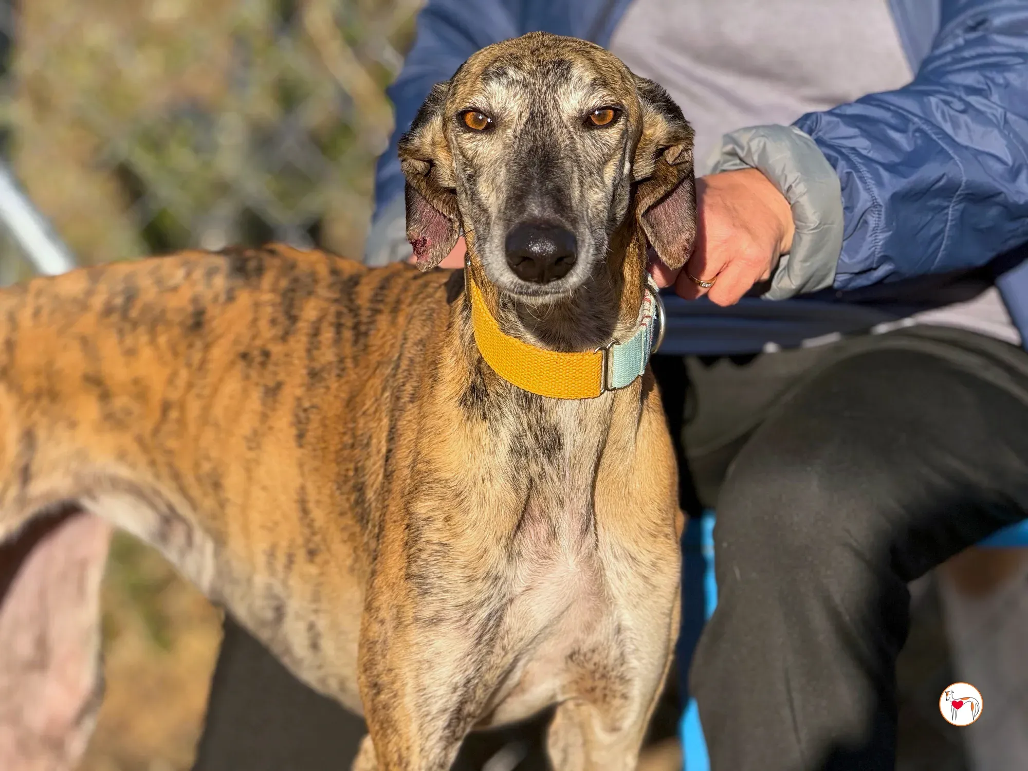 merida galgo adozione 32