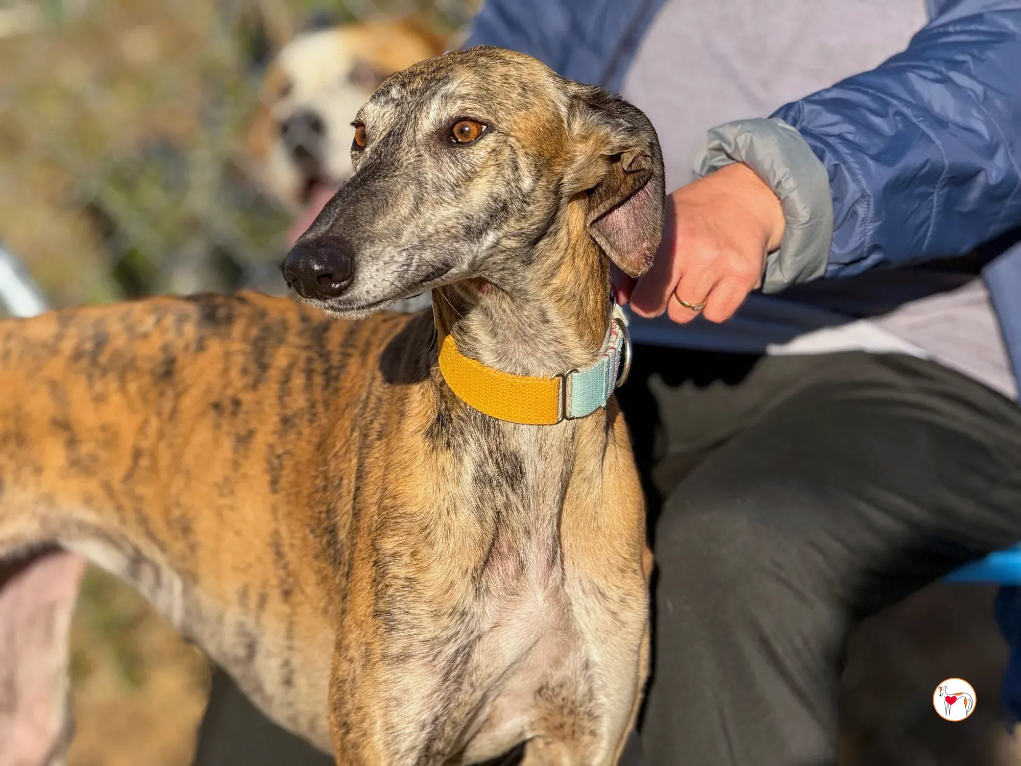 merida galgo adozione 33