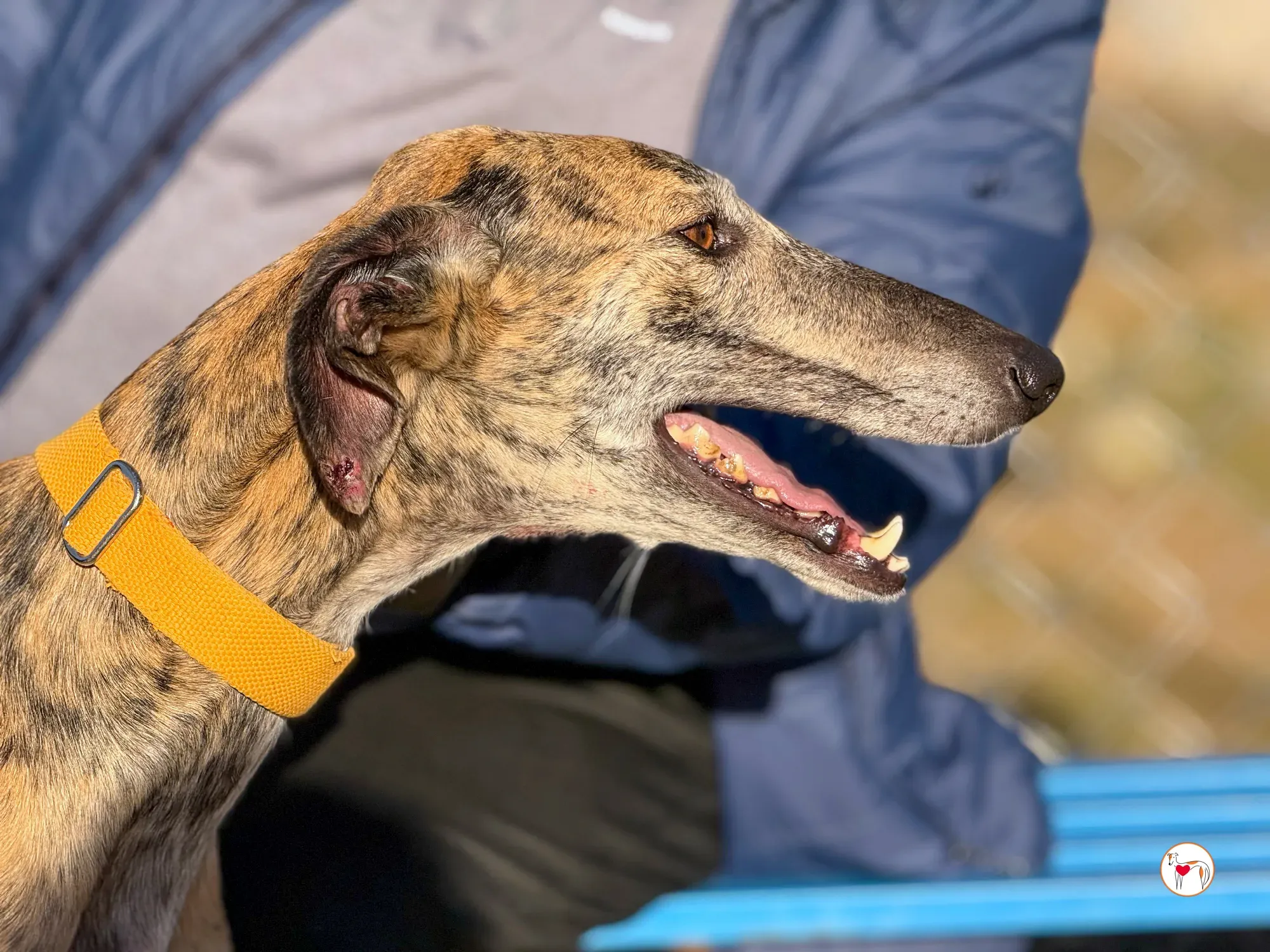 merida galgo adozione 34