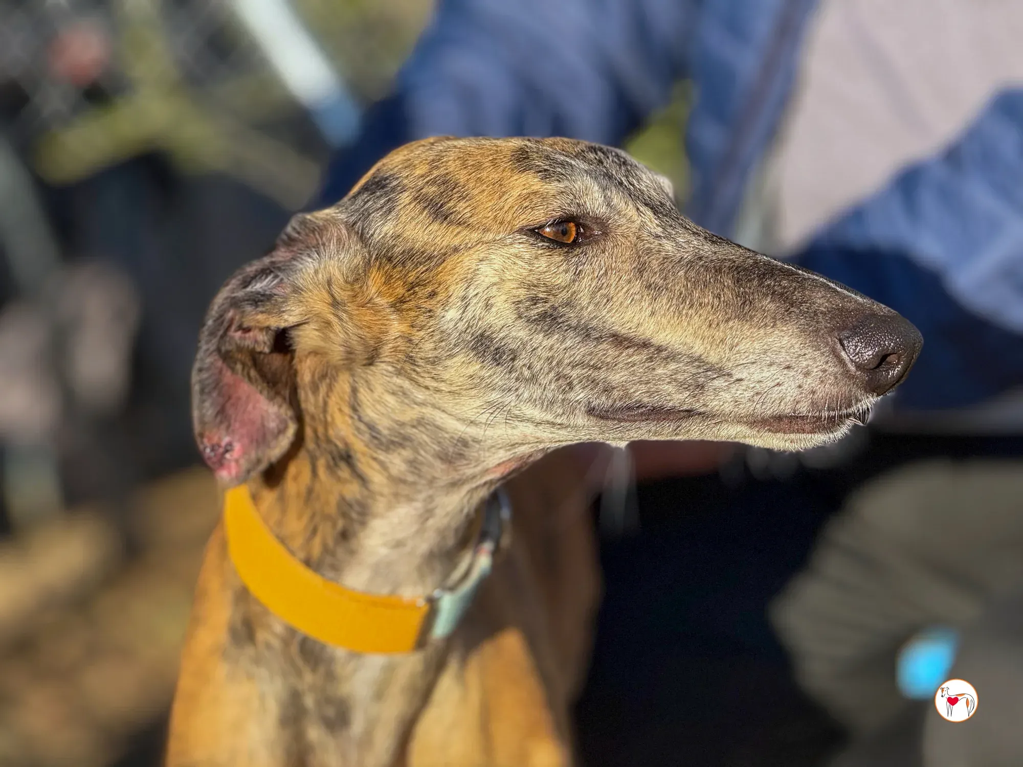 merida galgo adozione 35