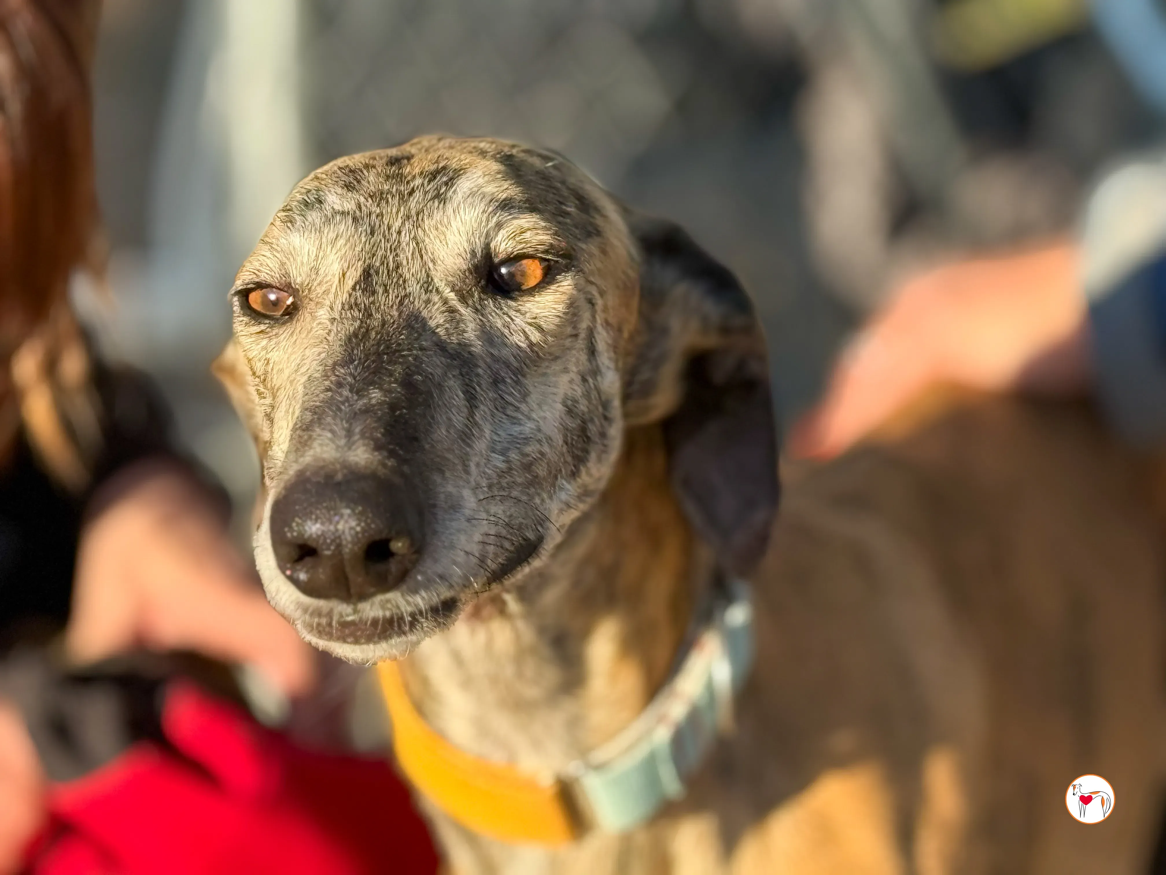 merida galgo adozione 36