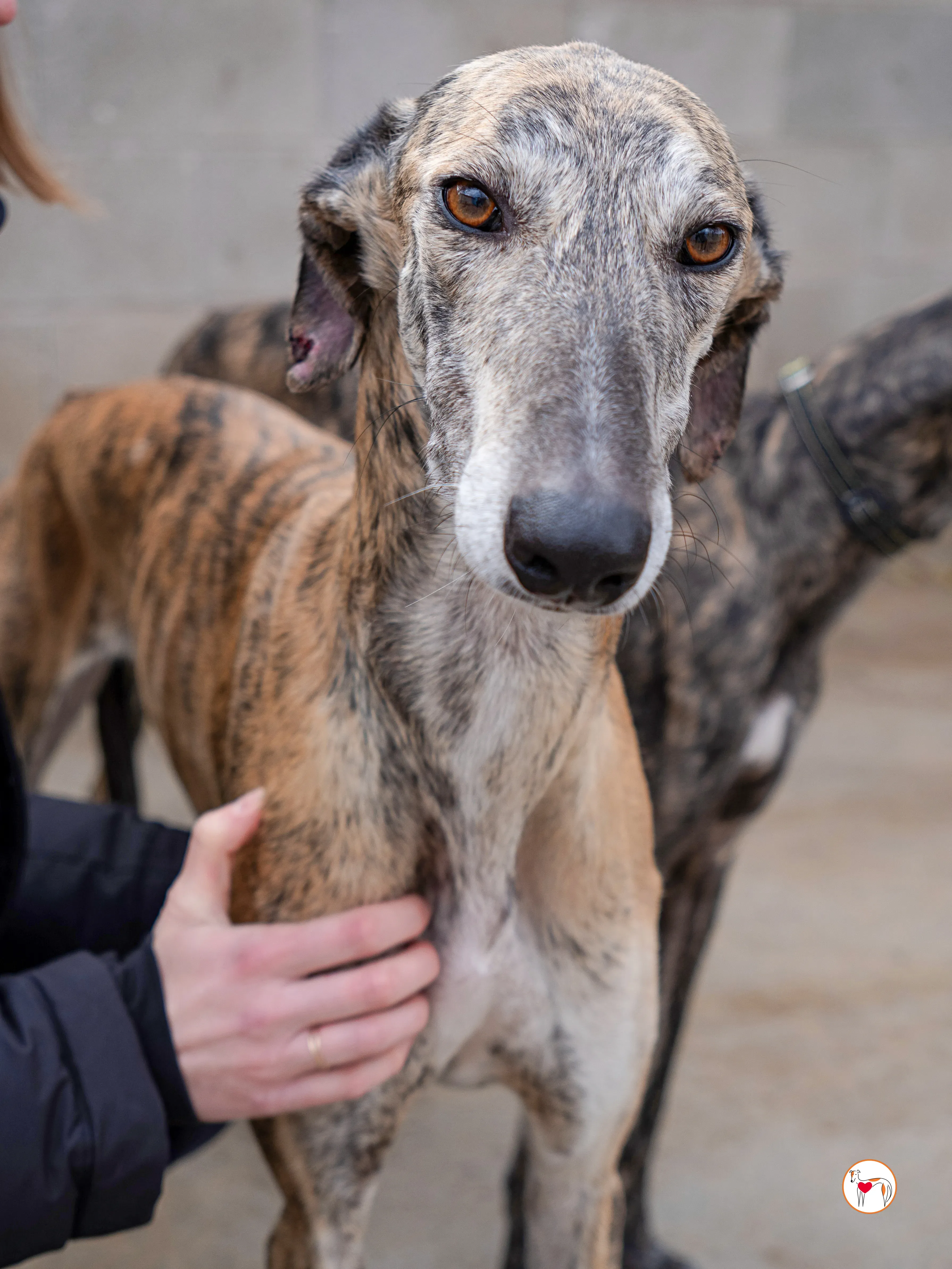 merida galgo adozione 4