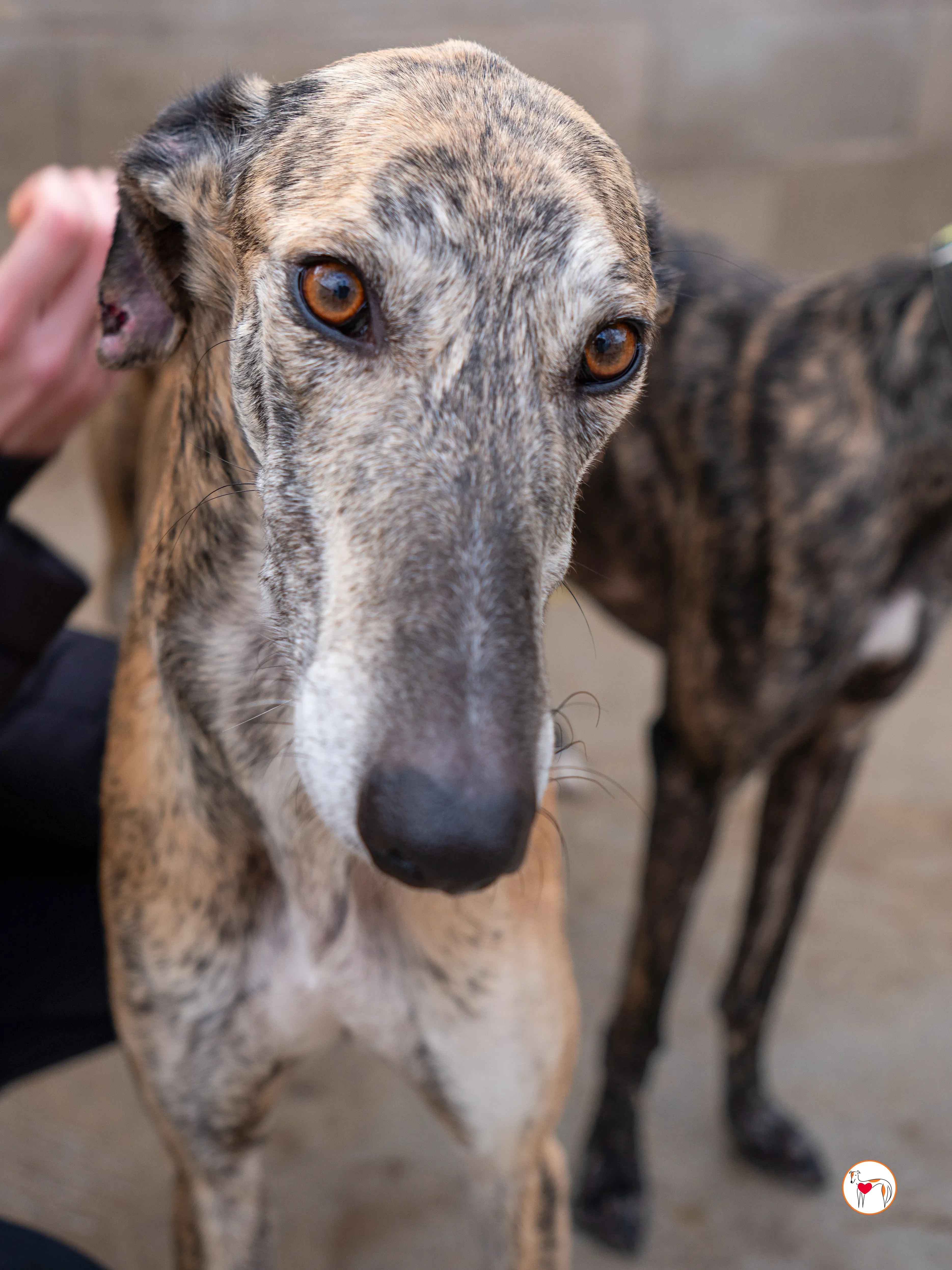 merida galgo adozione 5