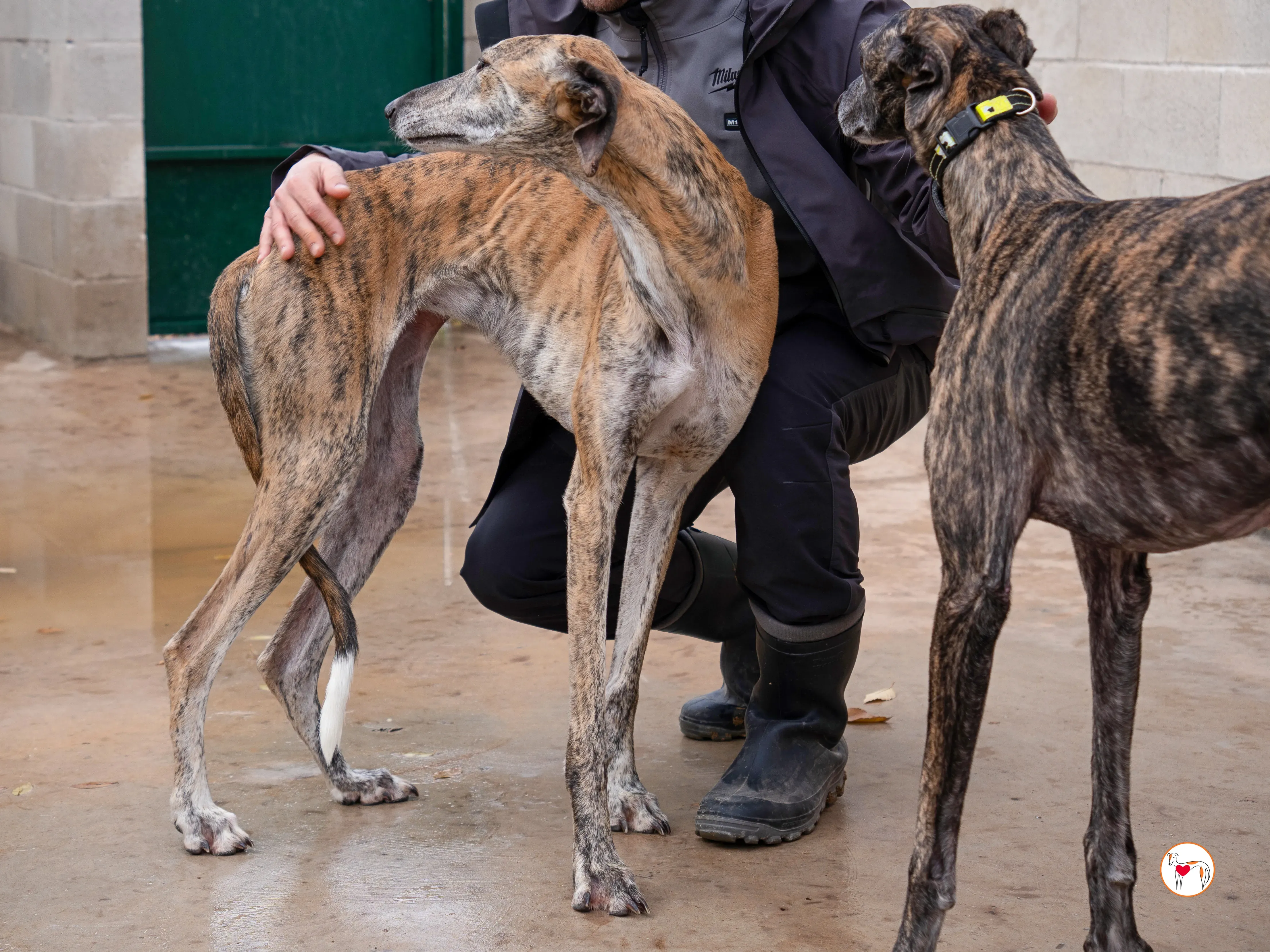 merida galgo adozione 6