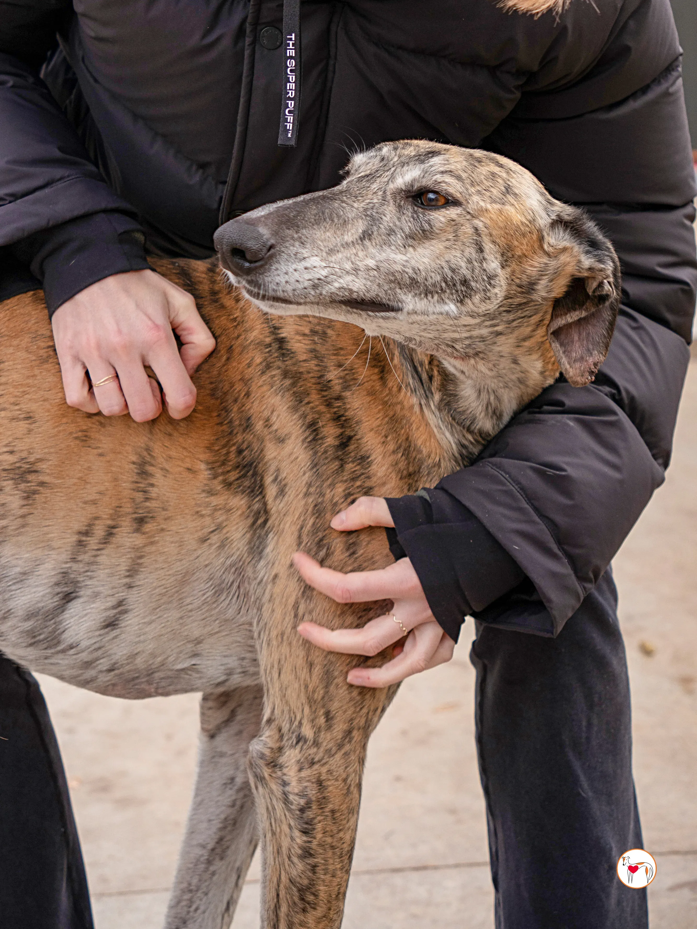 merida galgo adozione 7