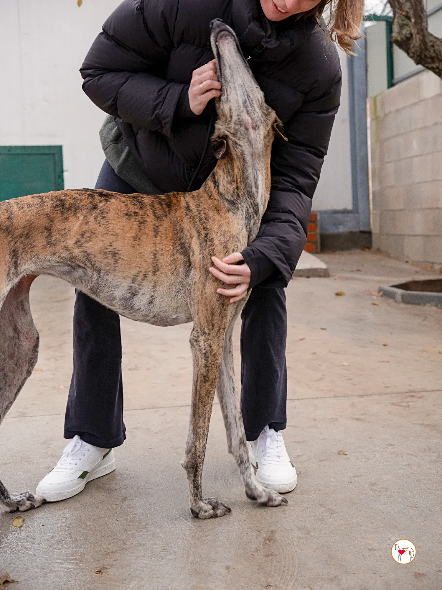 merida galgo adozione 8