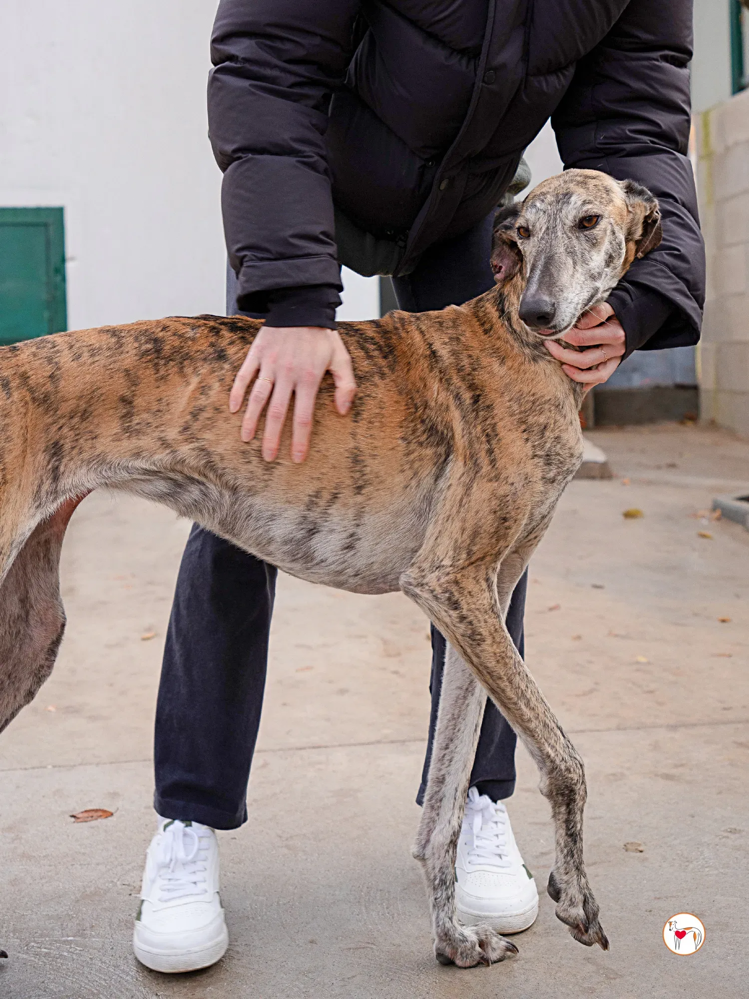 merida galgo adozione 9