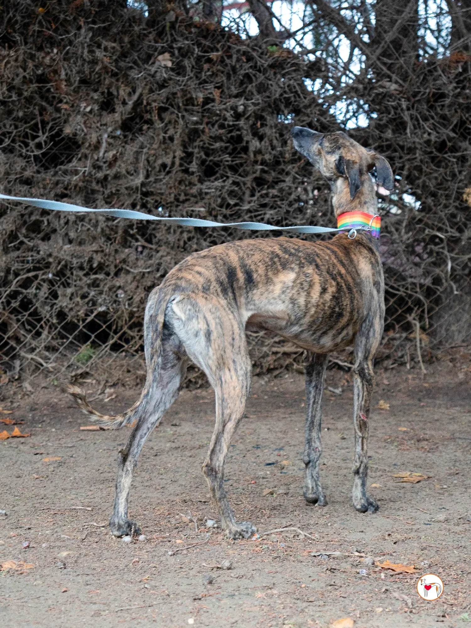merlin galgo adozione 1