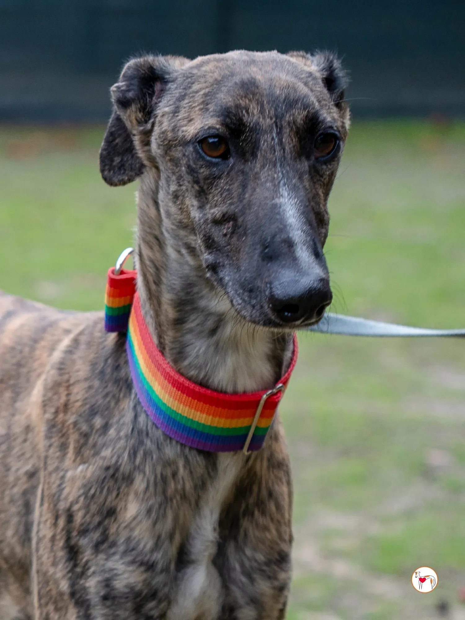 merlin galgo adozione 10