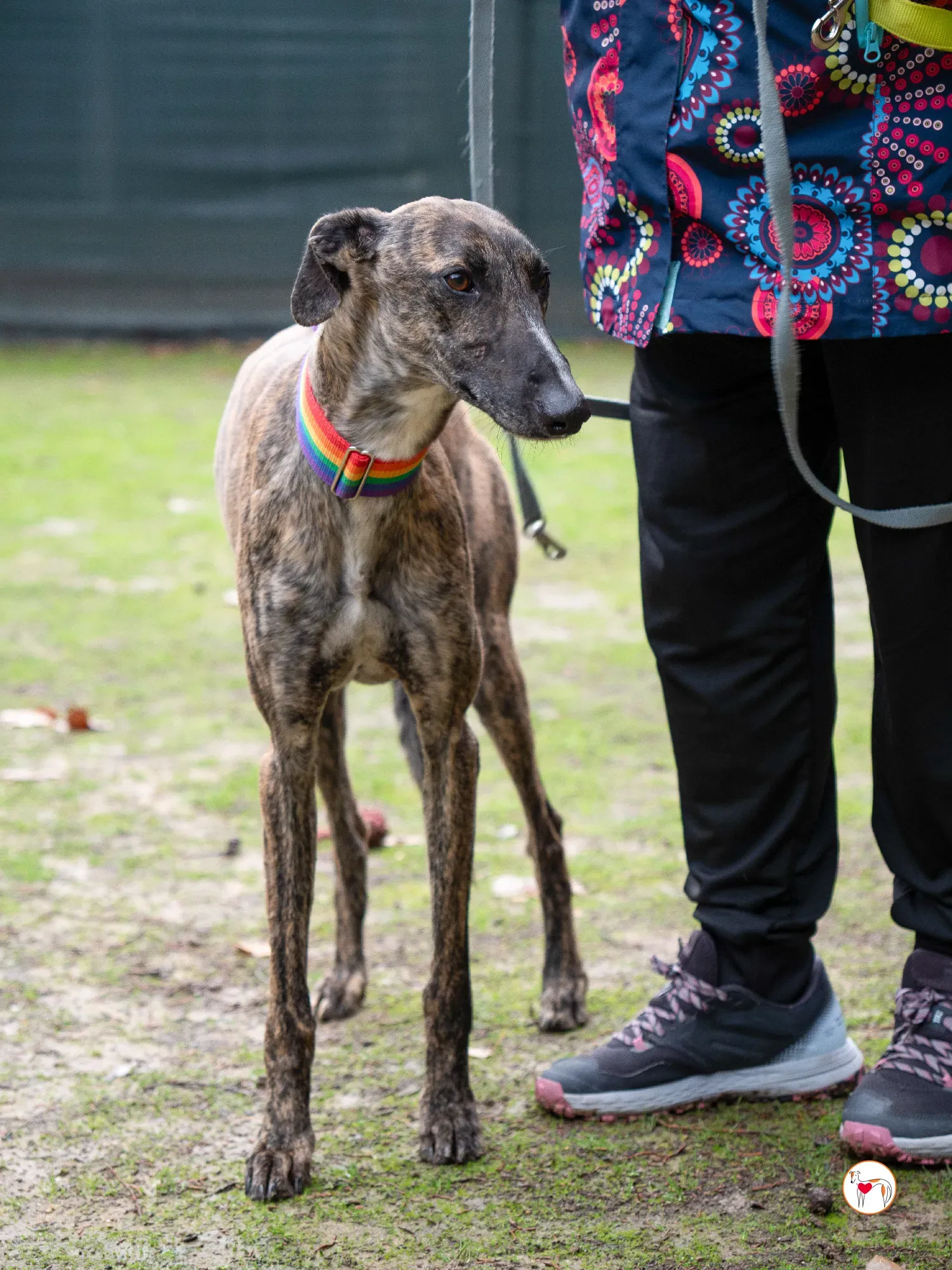 merlin galgo adozione 11