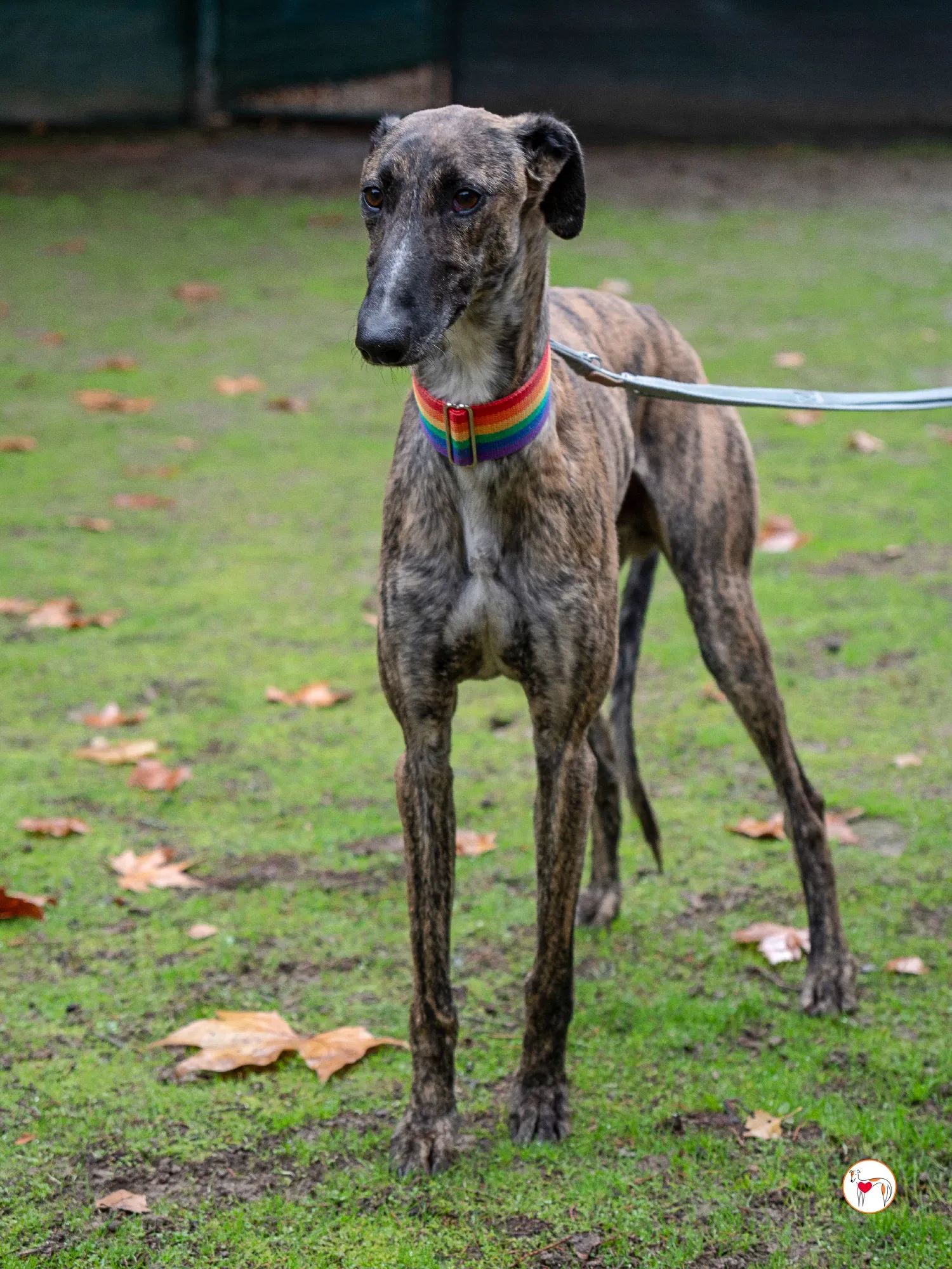 merlin galgo adozione 12