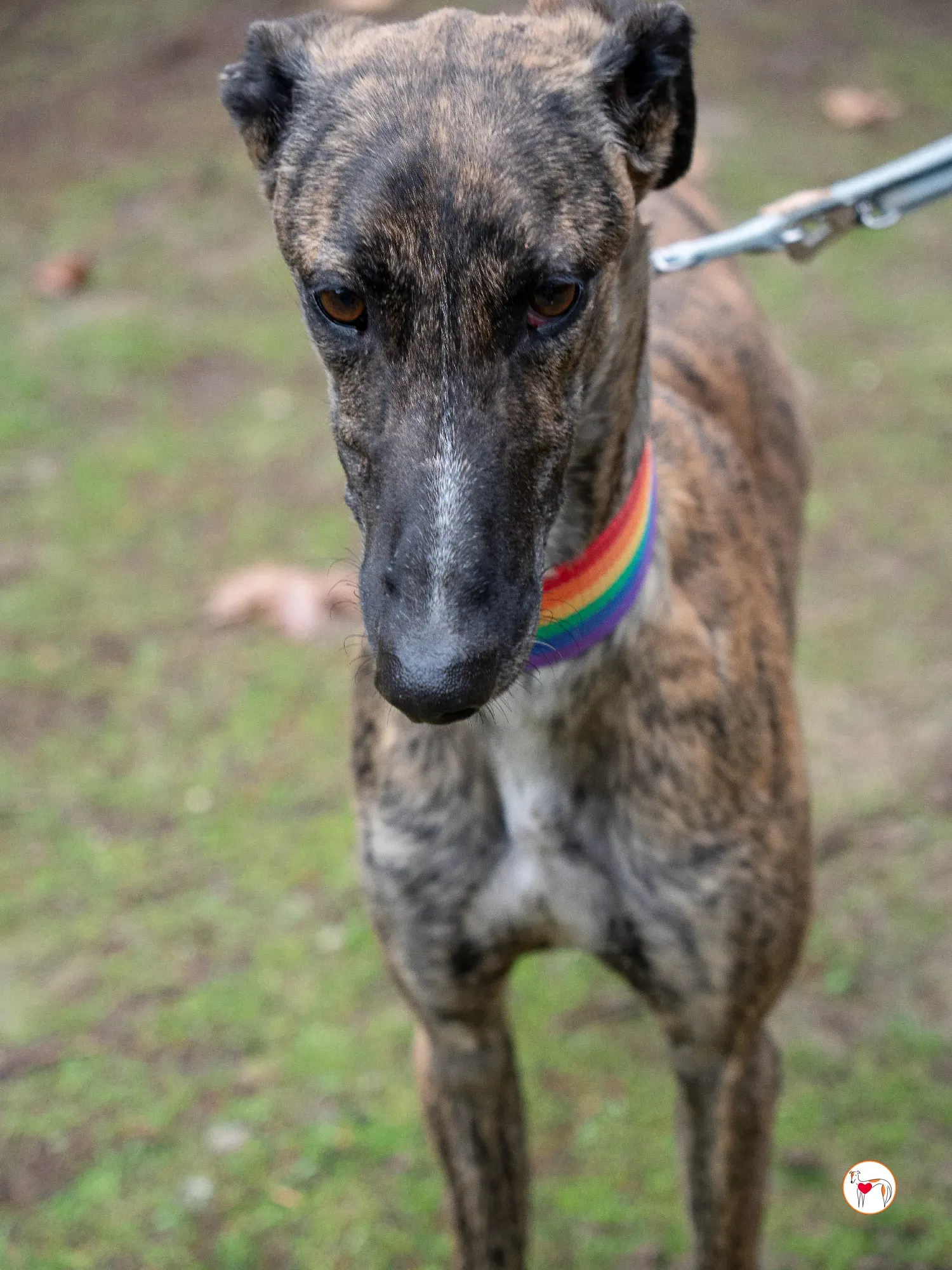 merlin galgo adozione 13