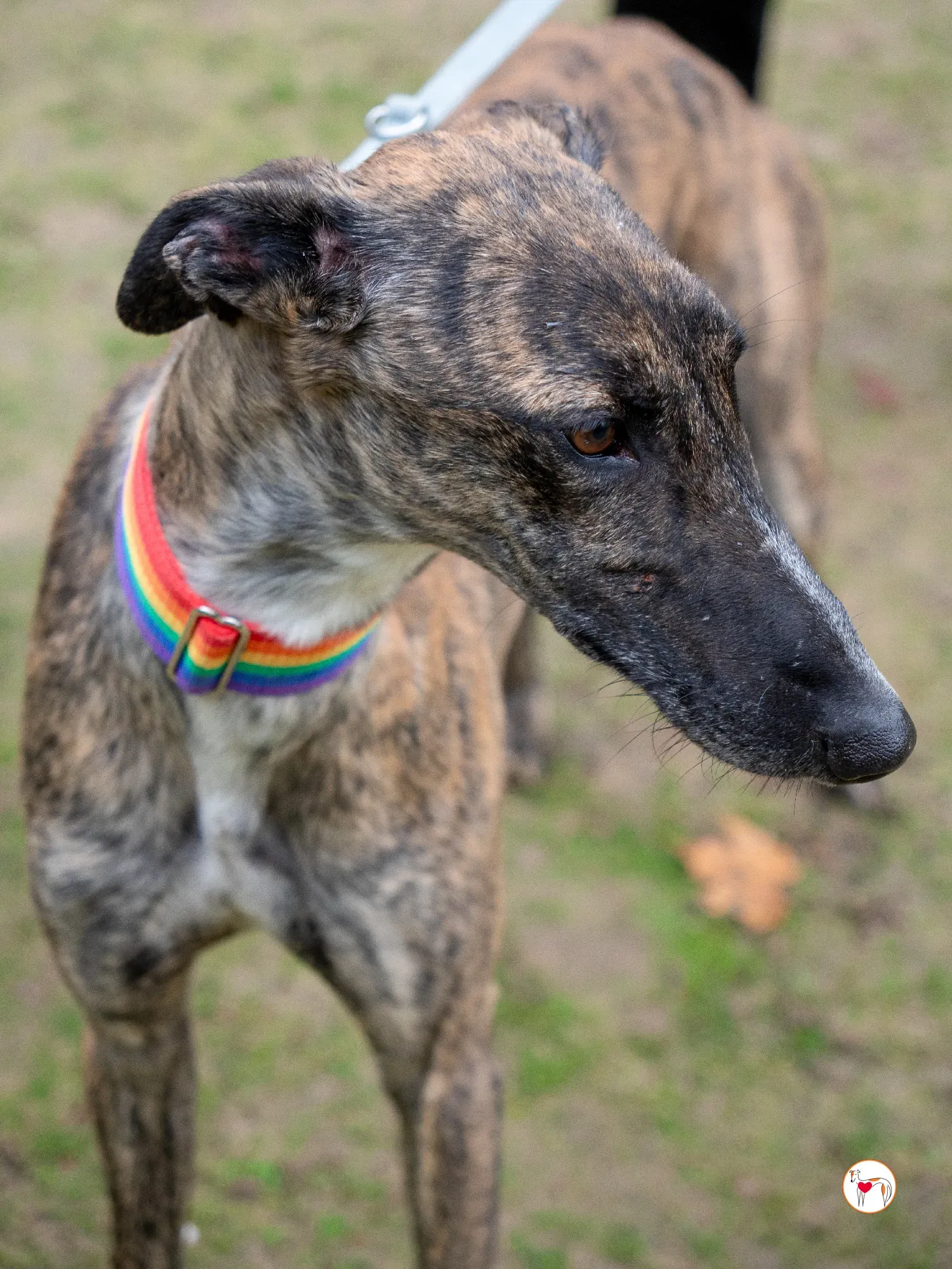 merlin galgo adozione 18