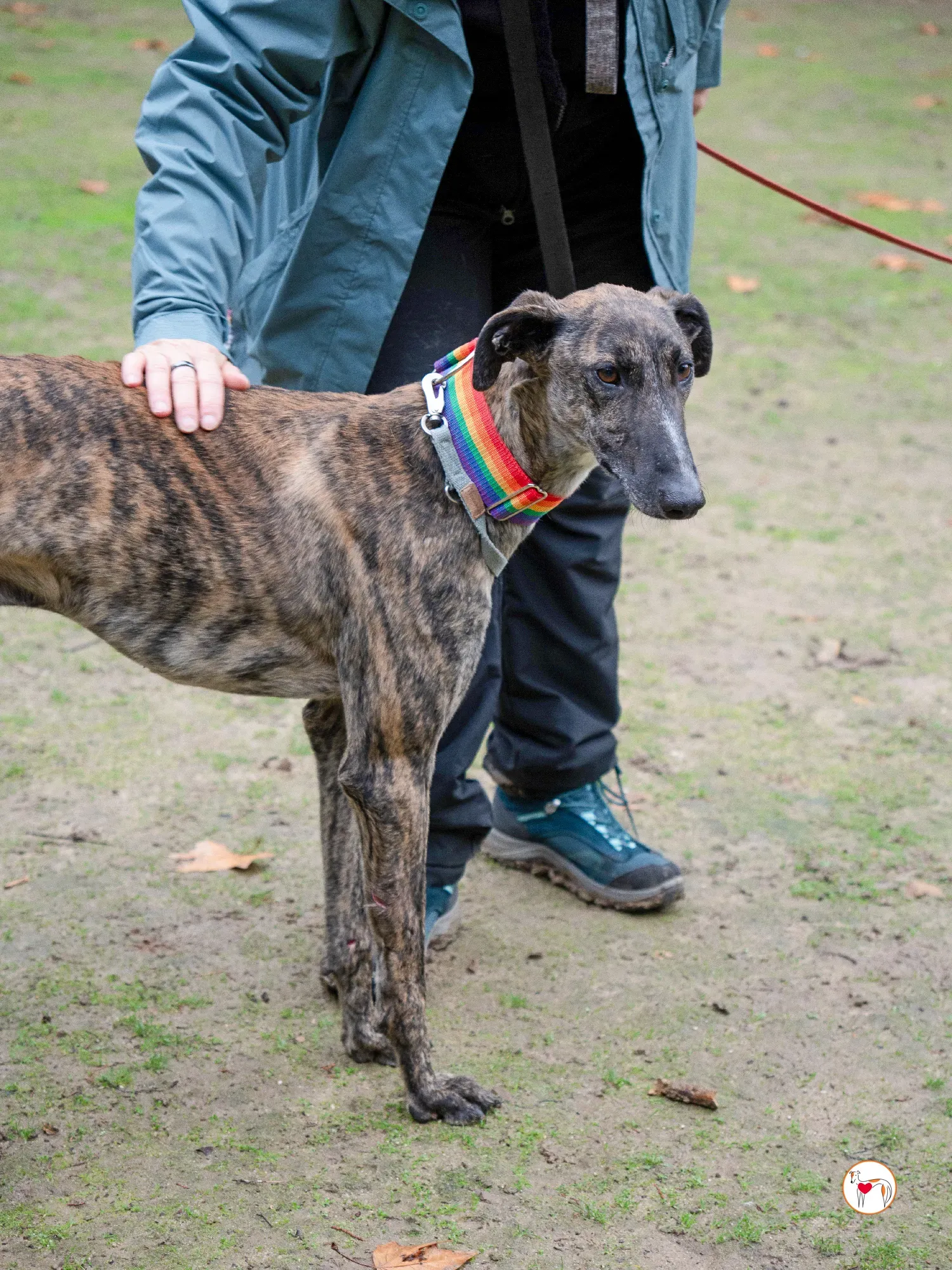 merlin galgo adozione 19