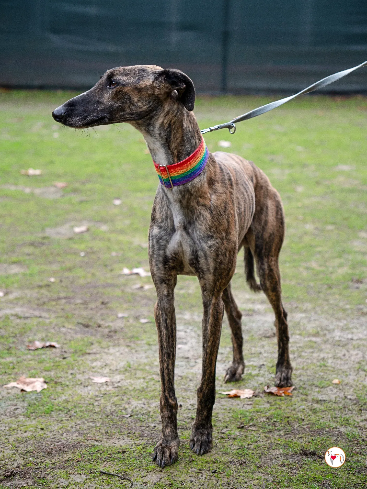 merlin galgo adozione 2