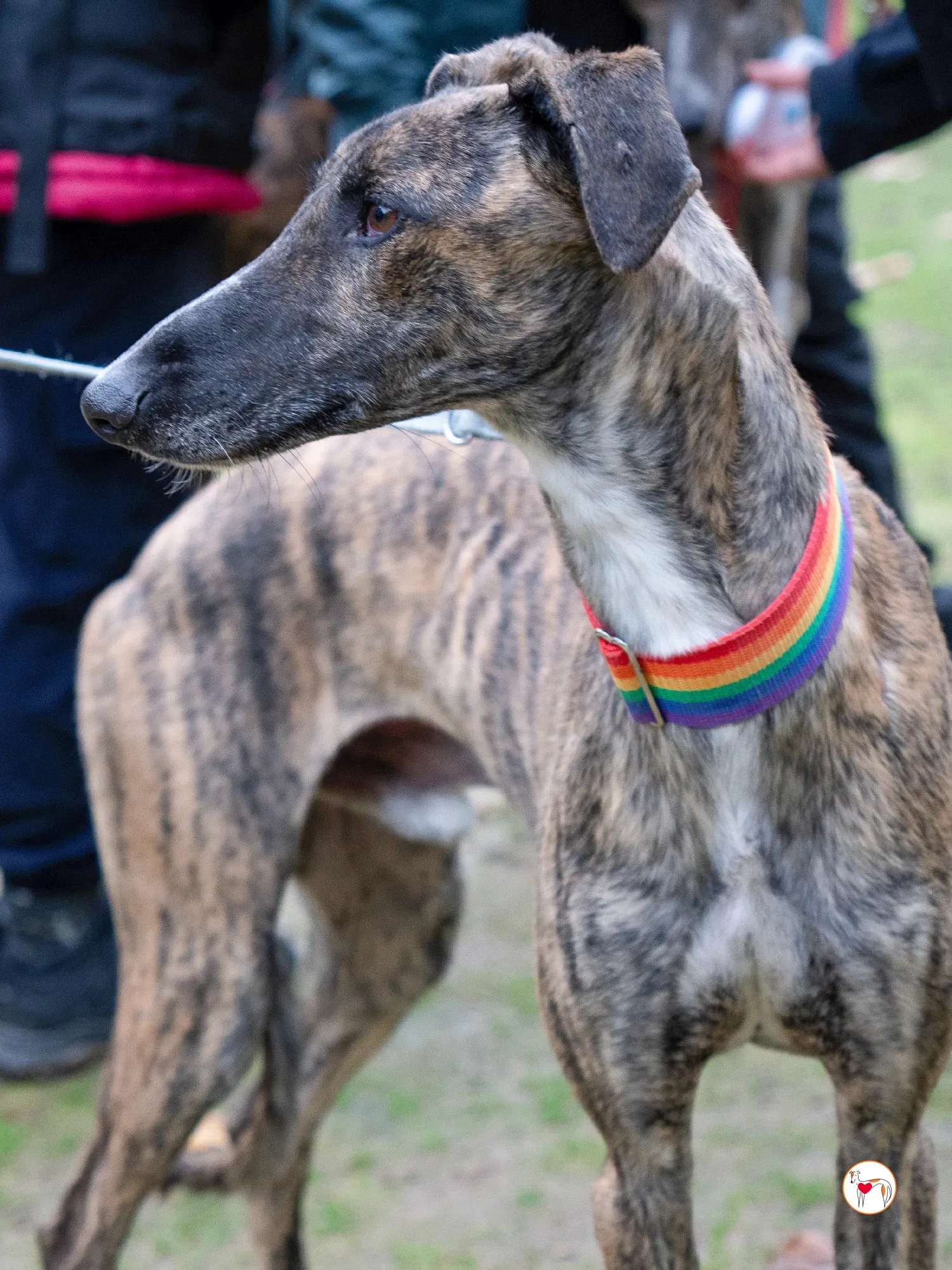 merlin galgo adozione 20