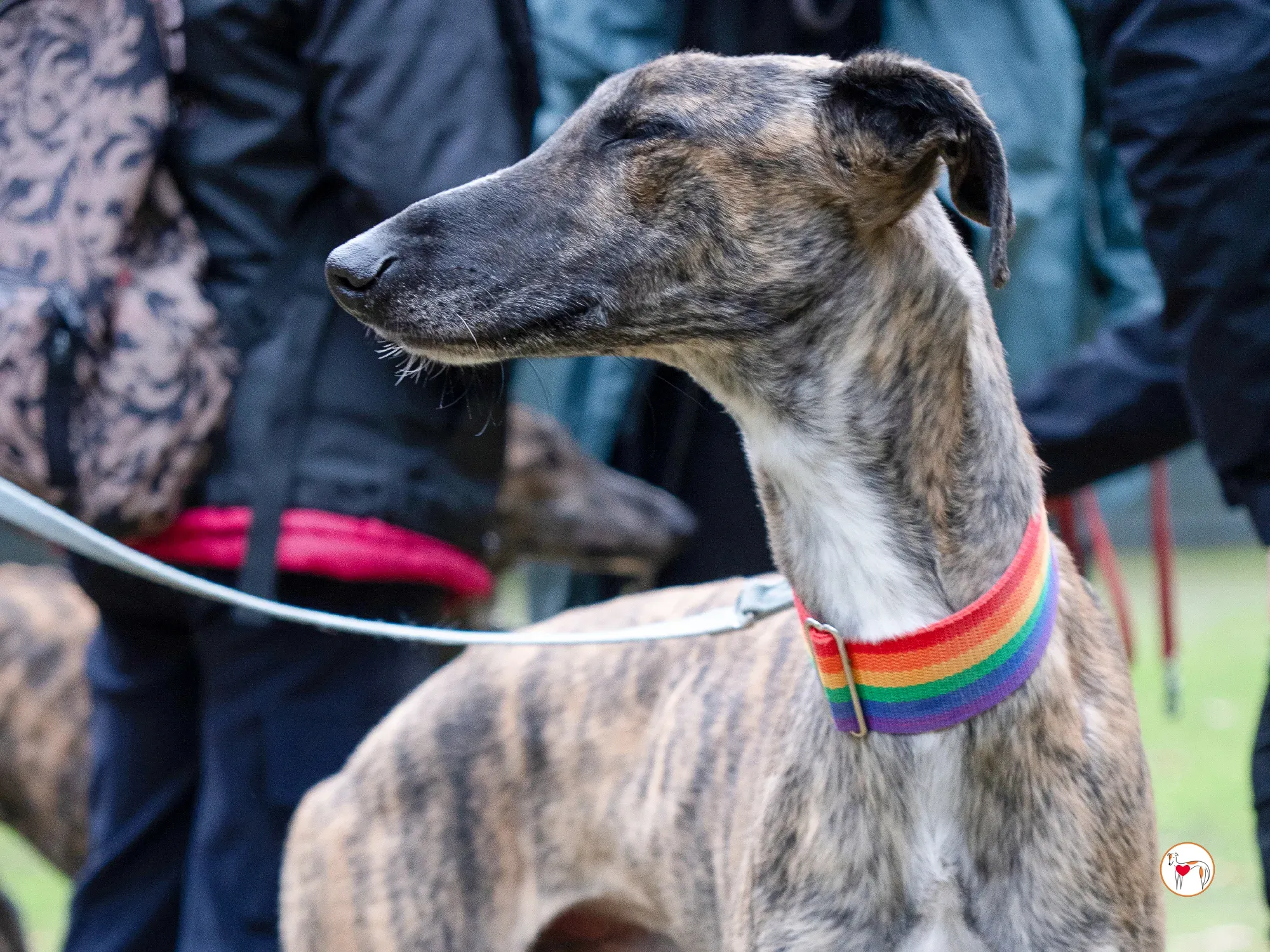 merlin galgo adozione 21