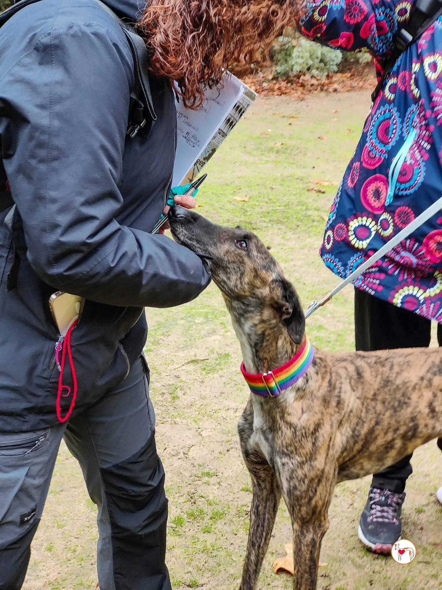 merlin galgo adozione 22