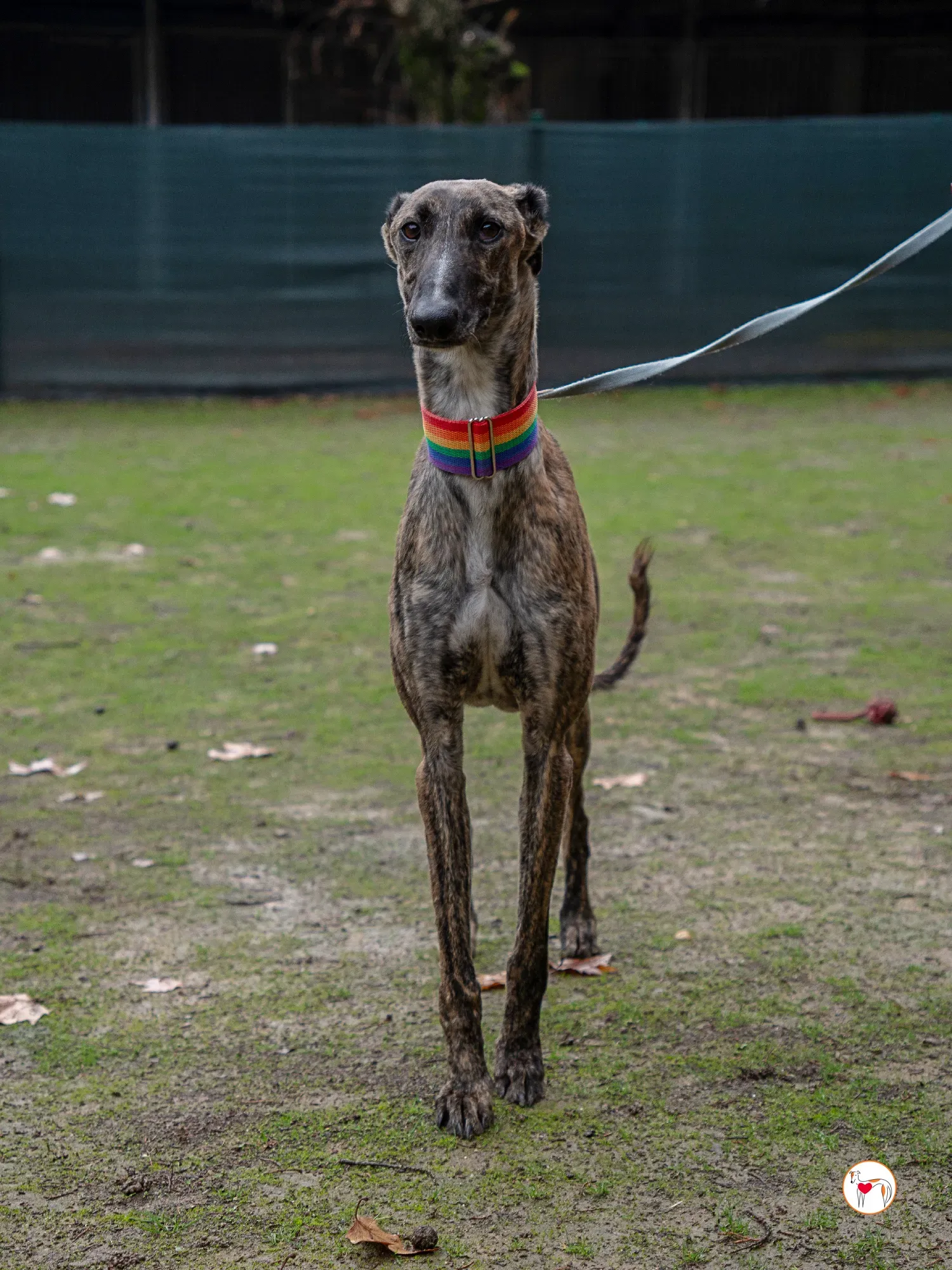 merlin galgo adozione 3