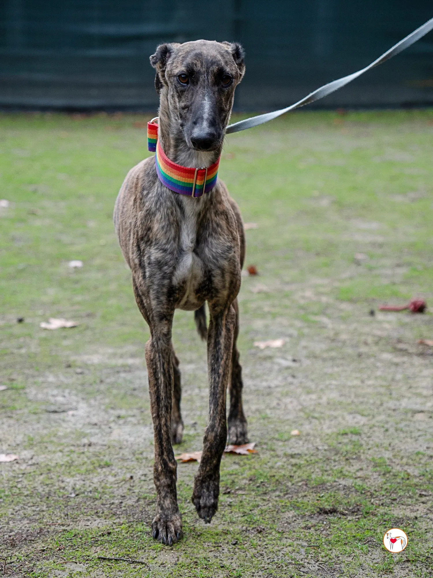 merlin galgo adozione 4