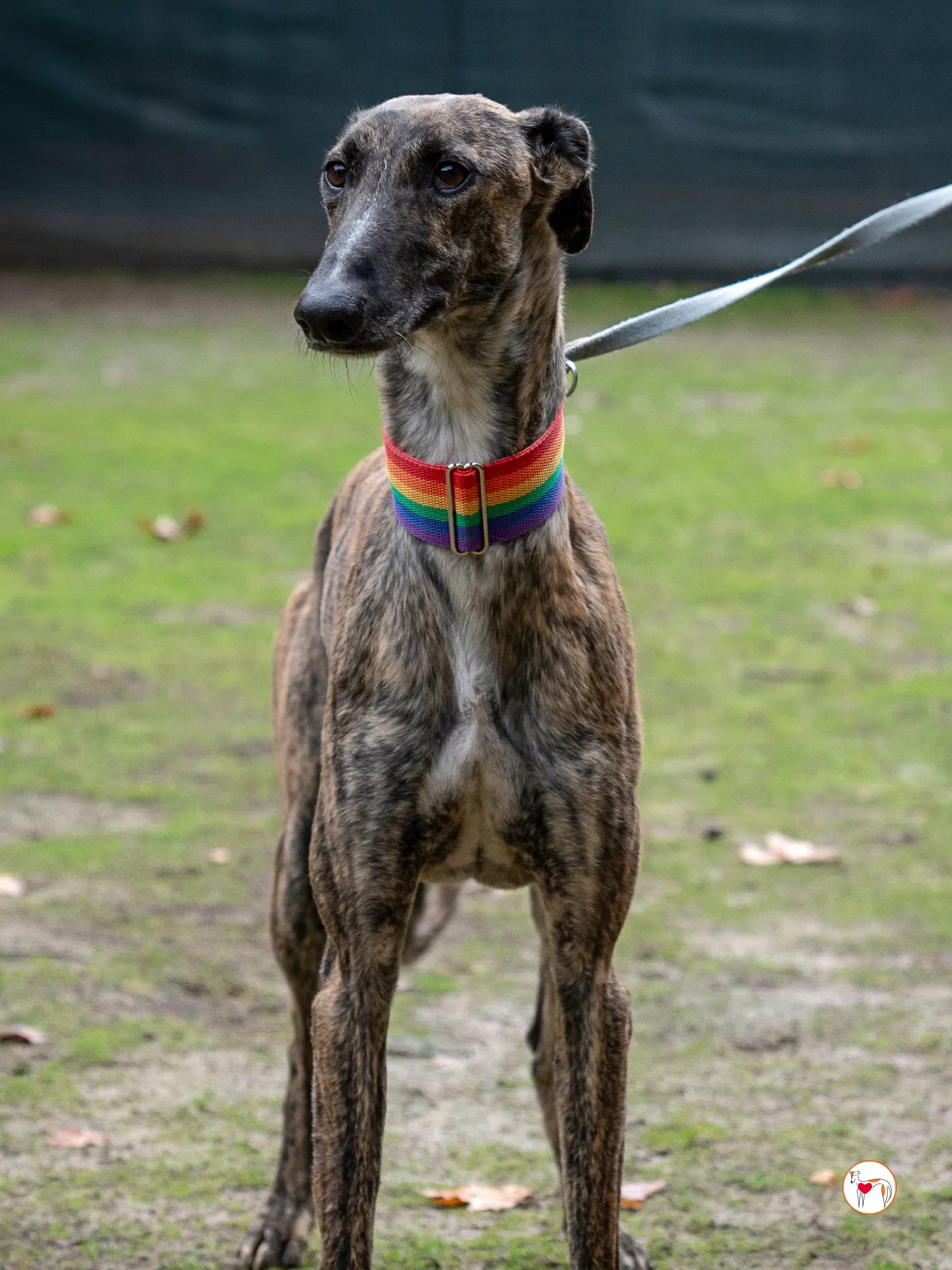 merlin galgo adozione 5