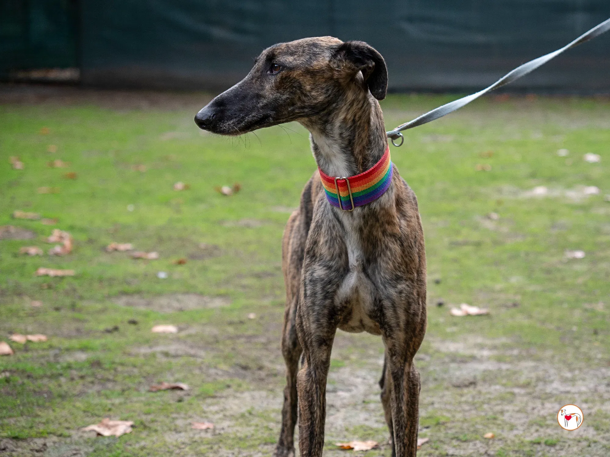 merlin galgo adozione 6