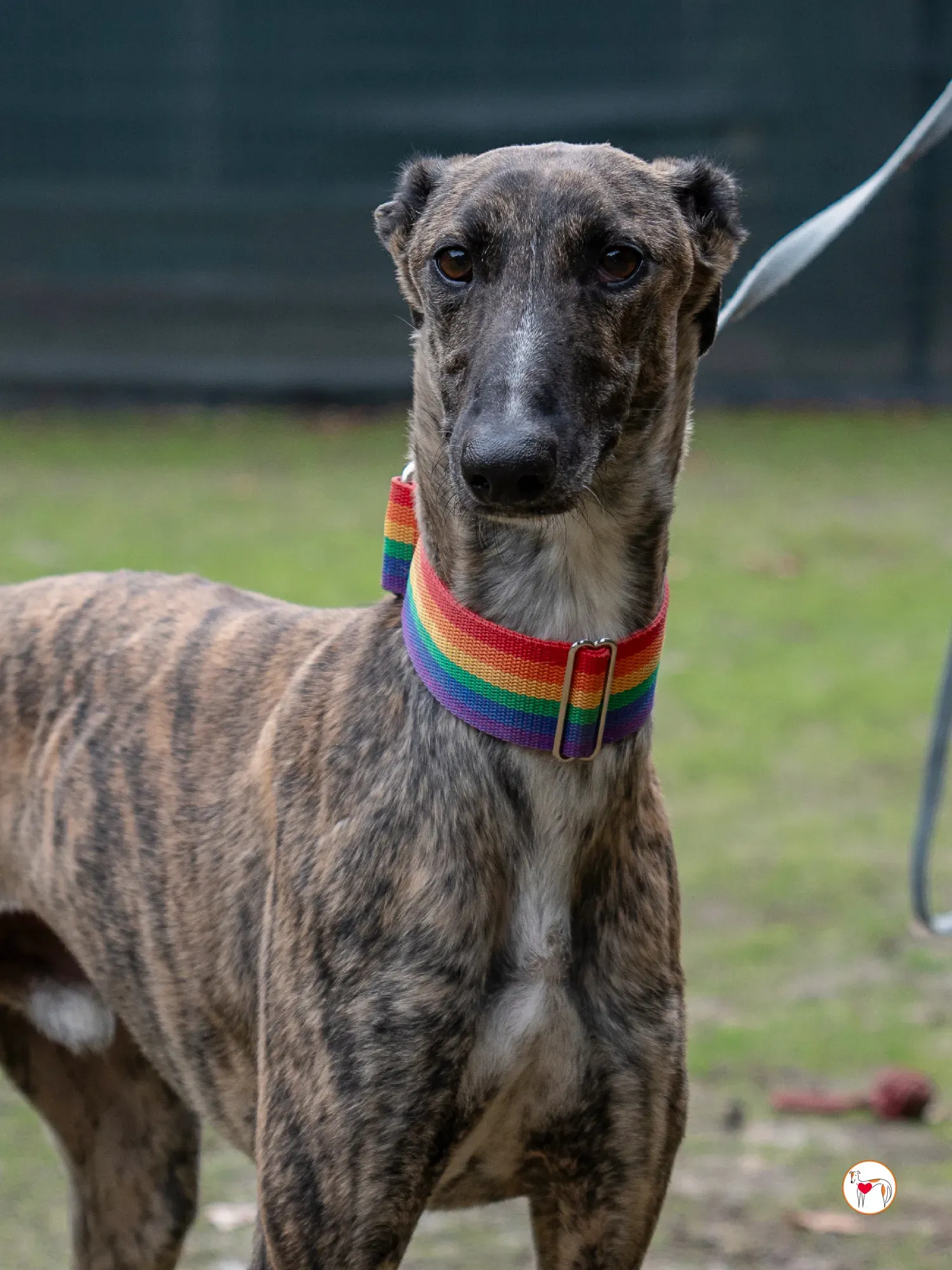 merlin galgo adozione 7