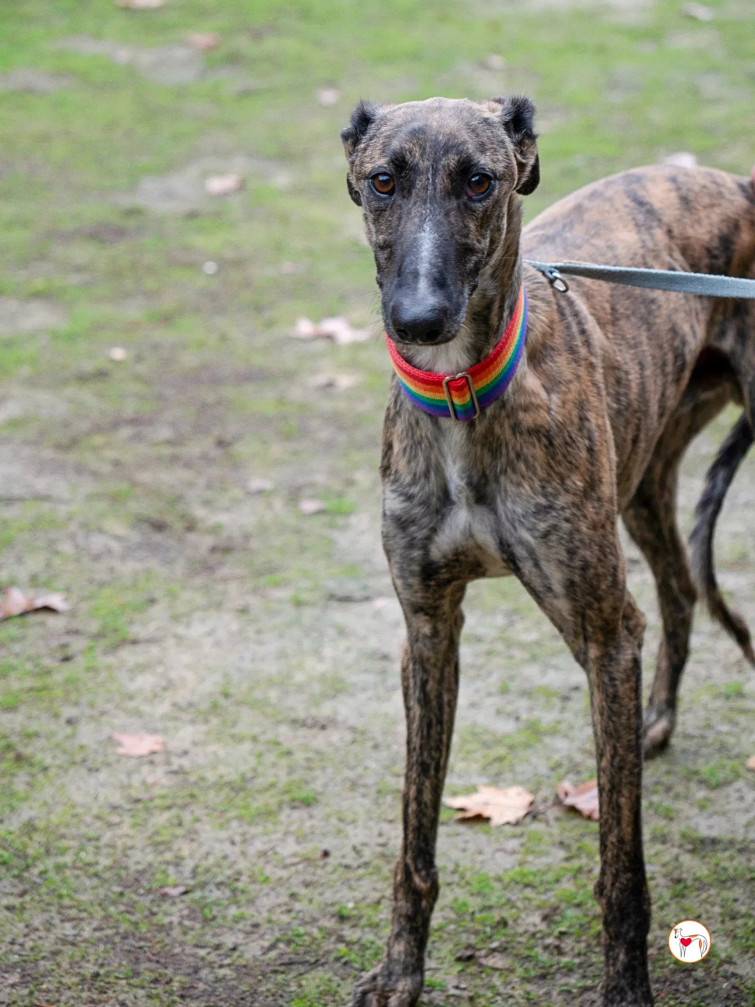 merlin galgo adozione 8