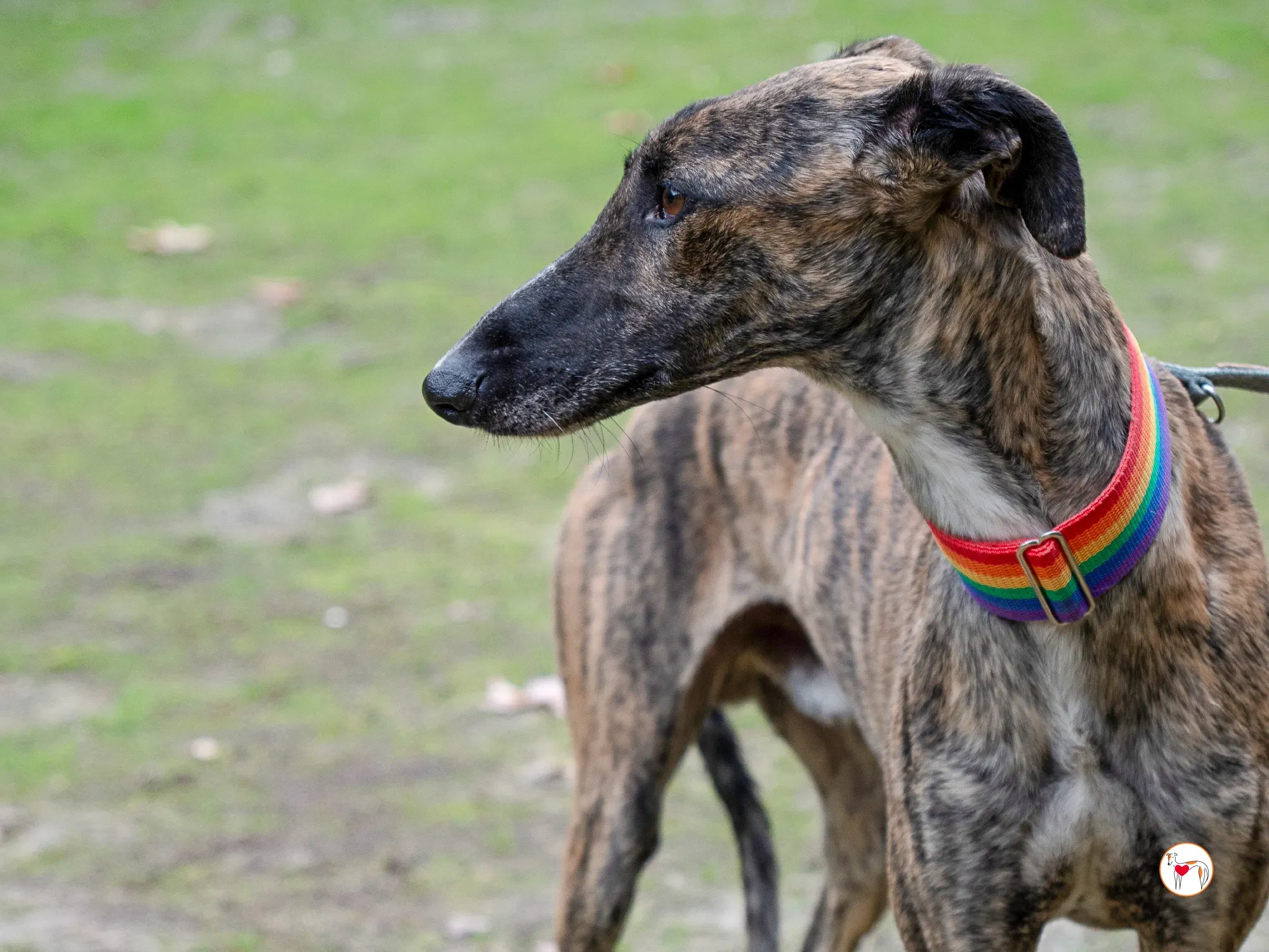 merlin galgo adozione 9